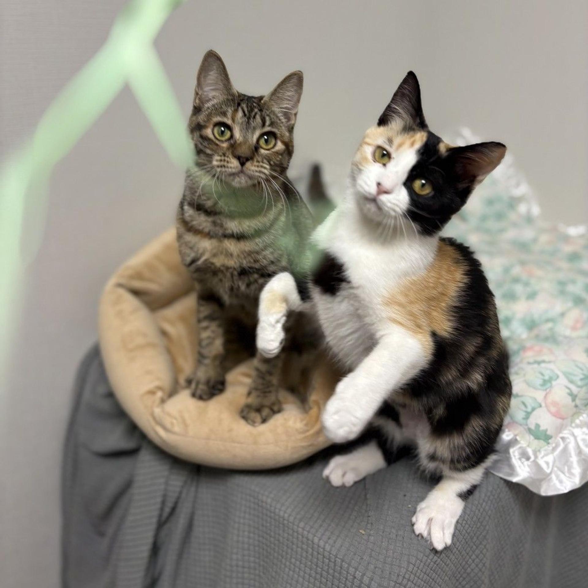 pet-image-5