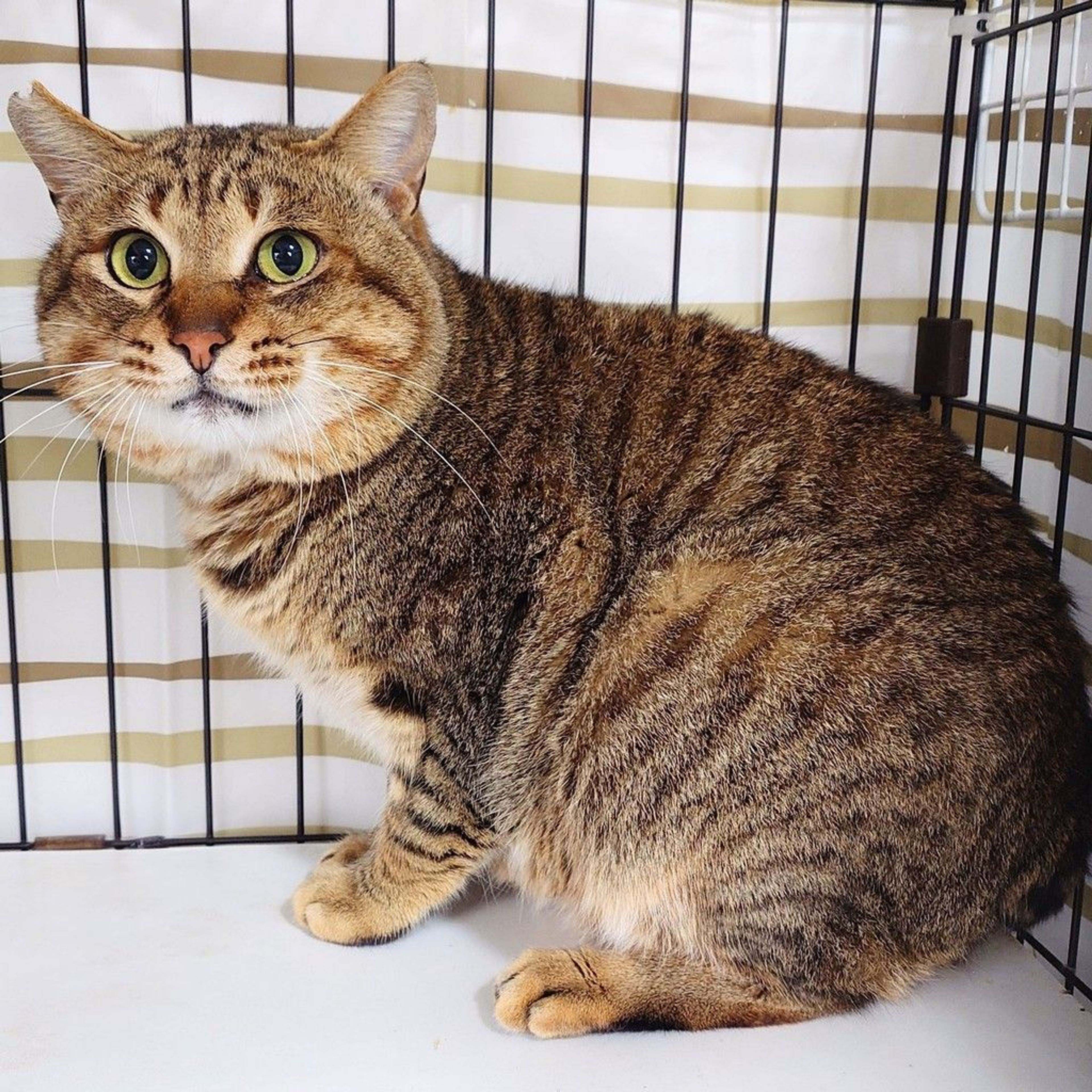 雑種（ミックス猫）・オスの里親募集の写真