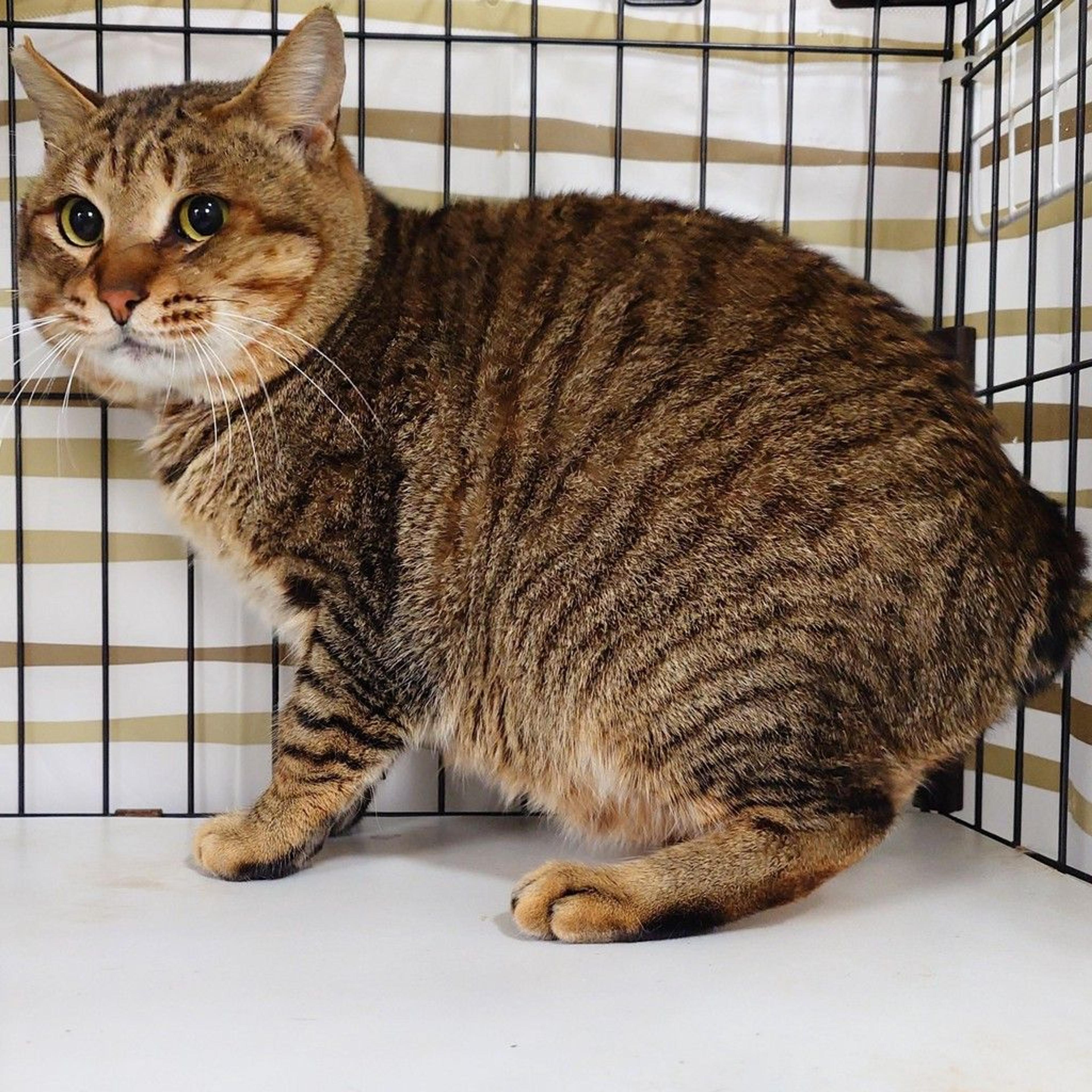 pet-image-3