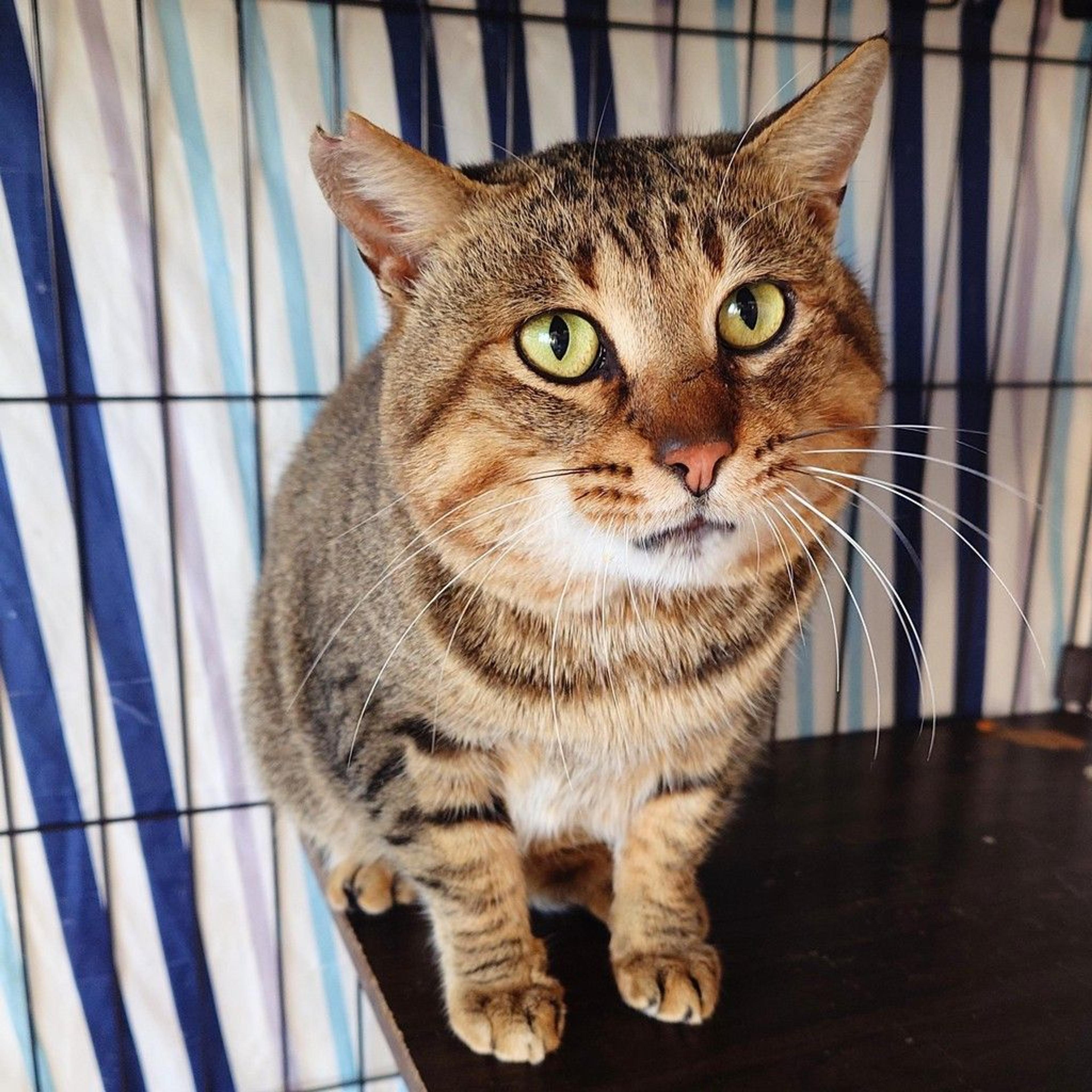 pet-image-4