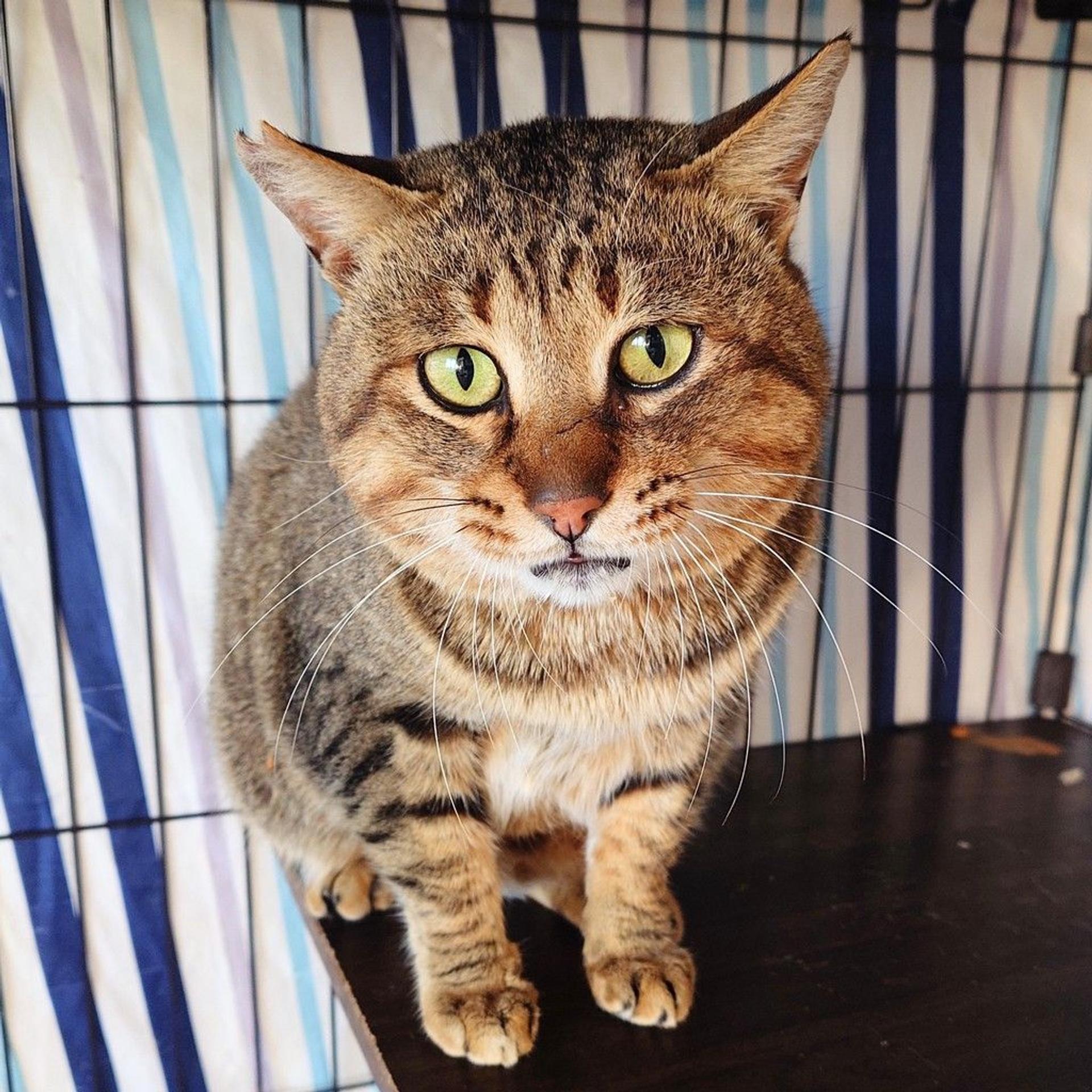 pet-image-6