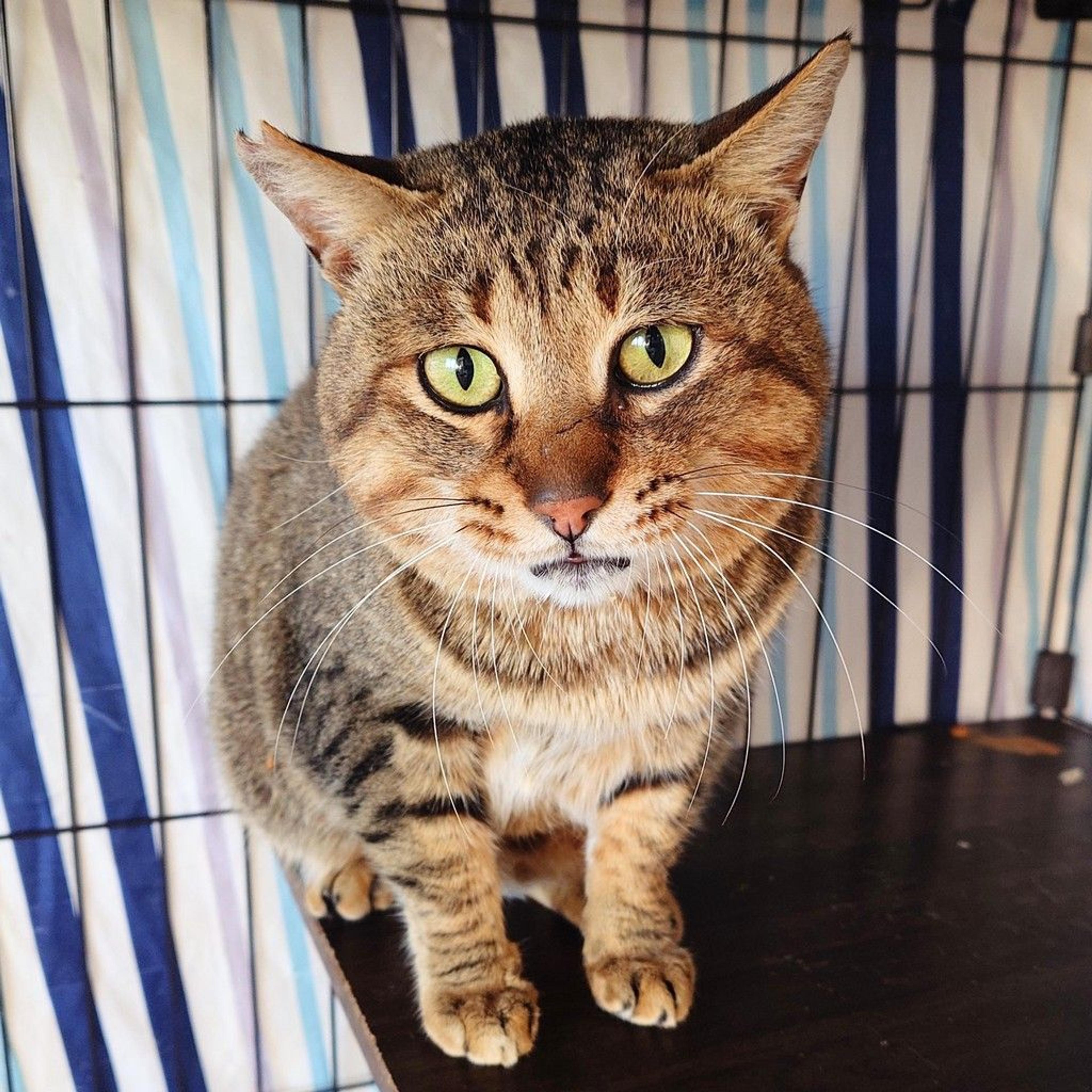 pet-image-6