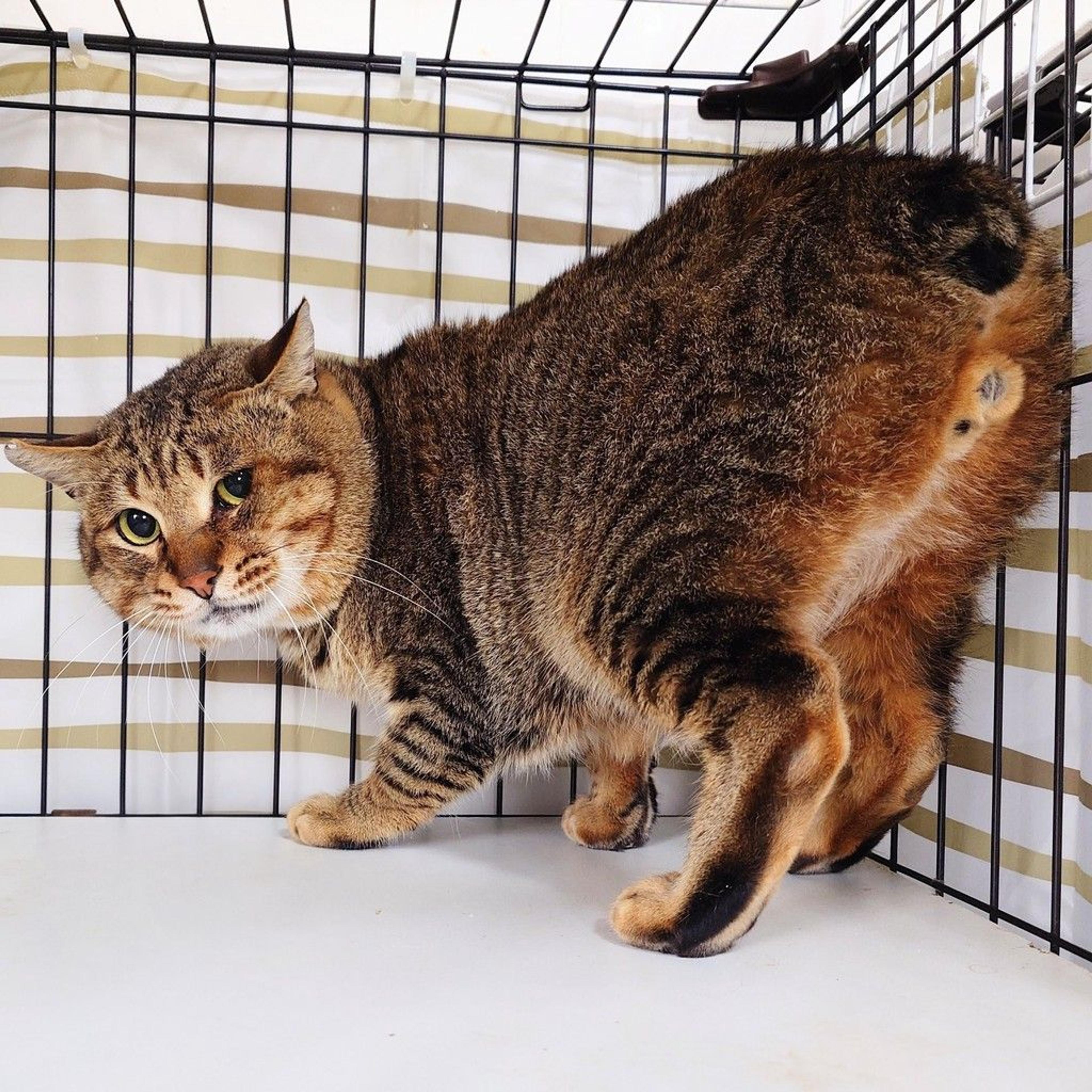 pet-image-7