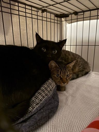 雑種（ミックス猫）・メスの里親募集の写真