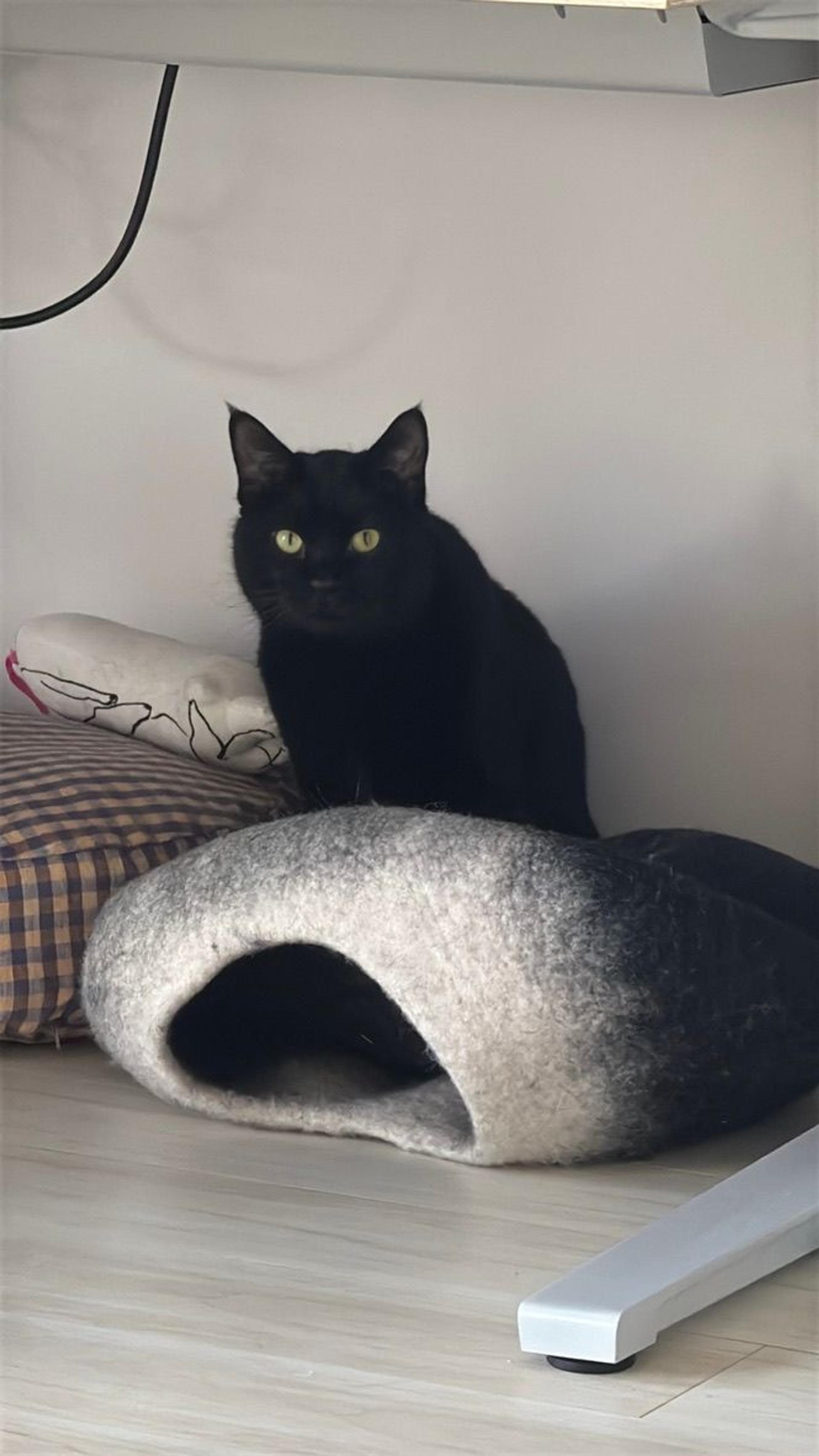 pet-image-4