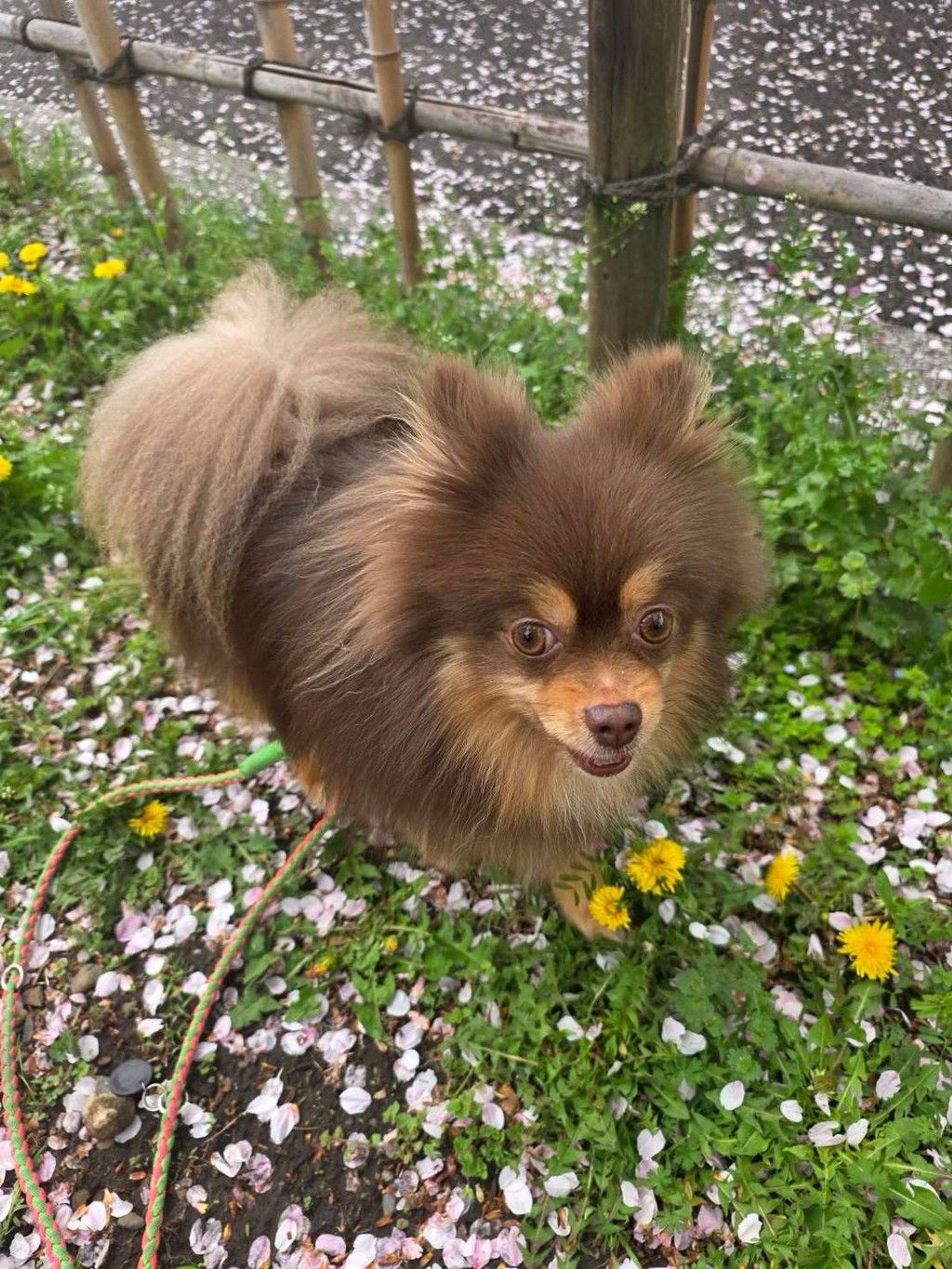 pet-image-2