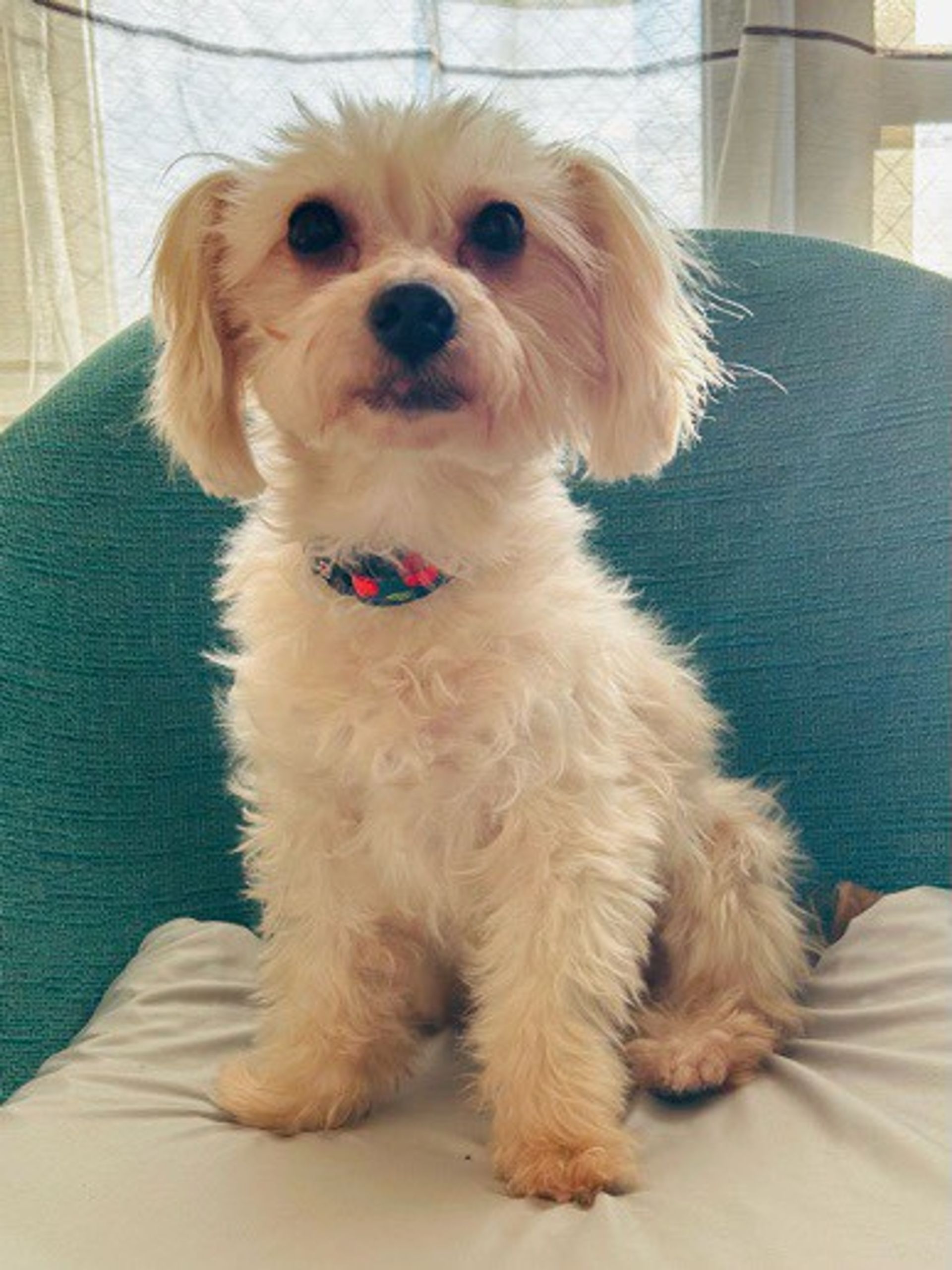 雑種（ミックス犬）・メスの里親募集の写真