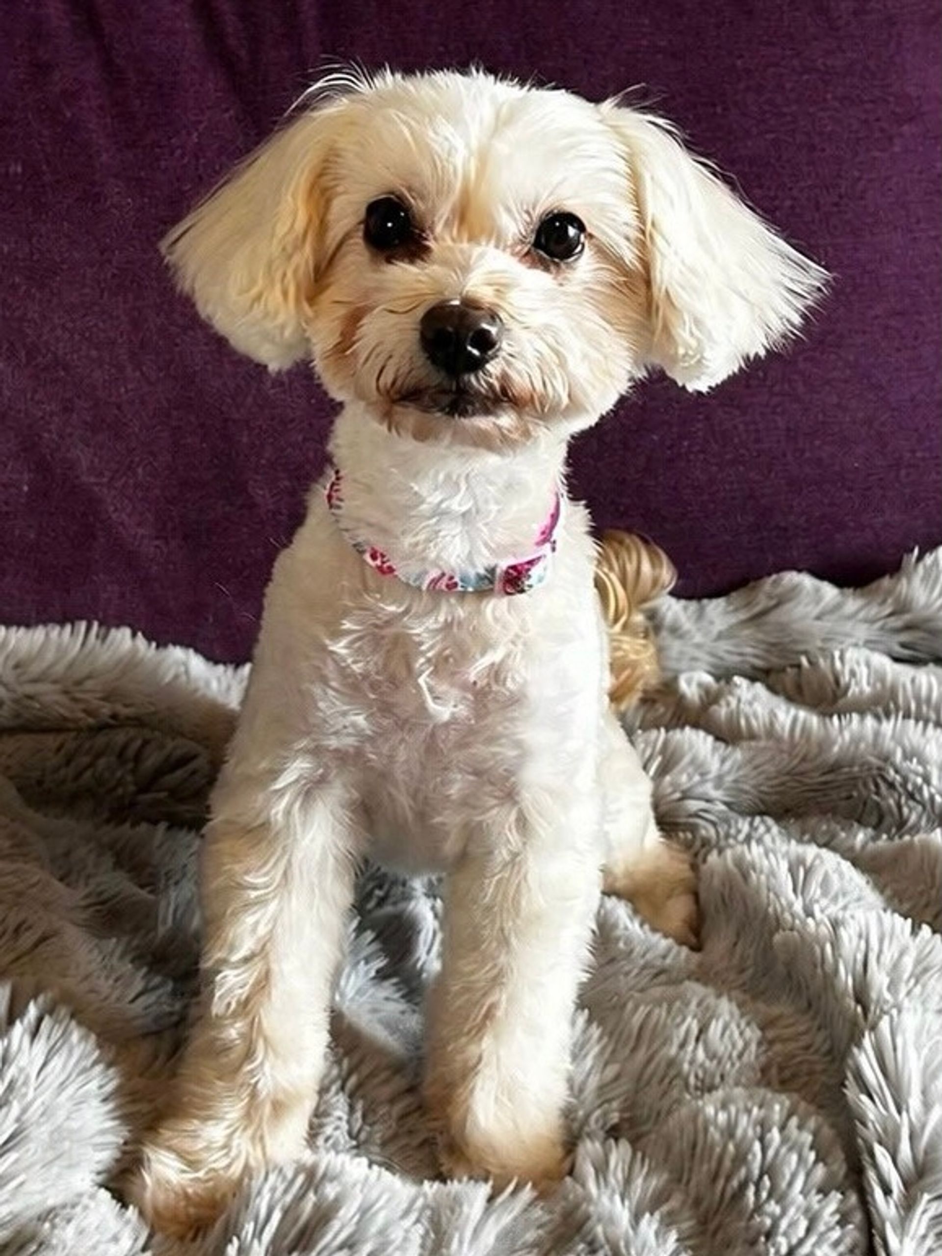雑種（ミックス犬）・メスの里親募集の写真