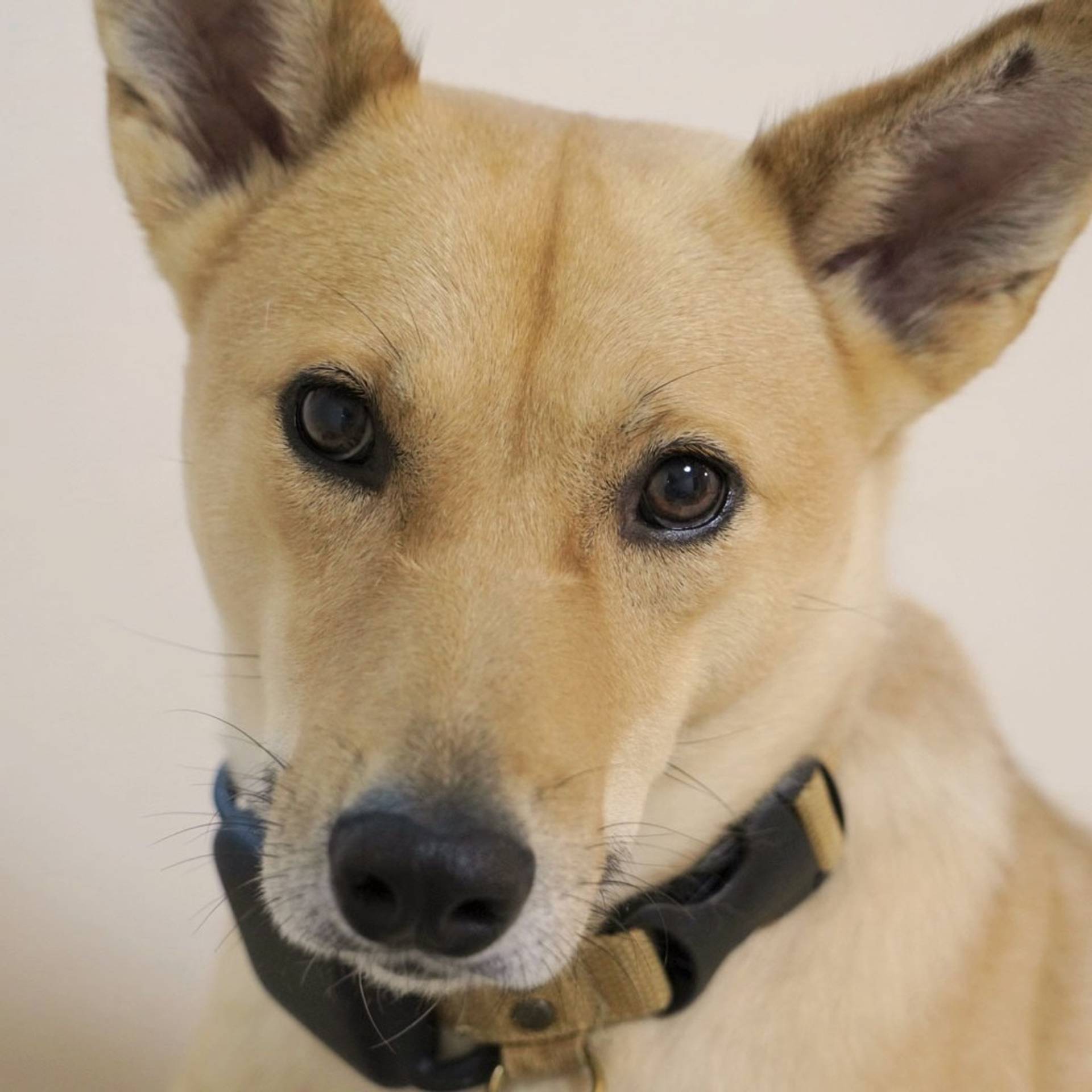 雑種（ミックス犬）・メスの里親募集の写真