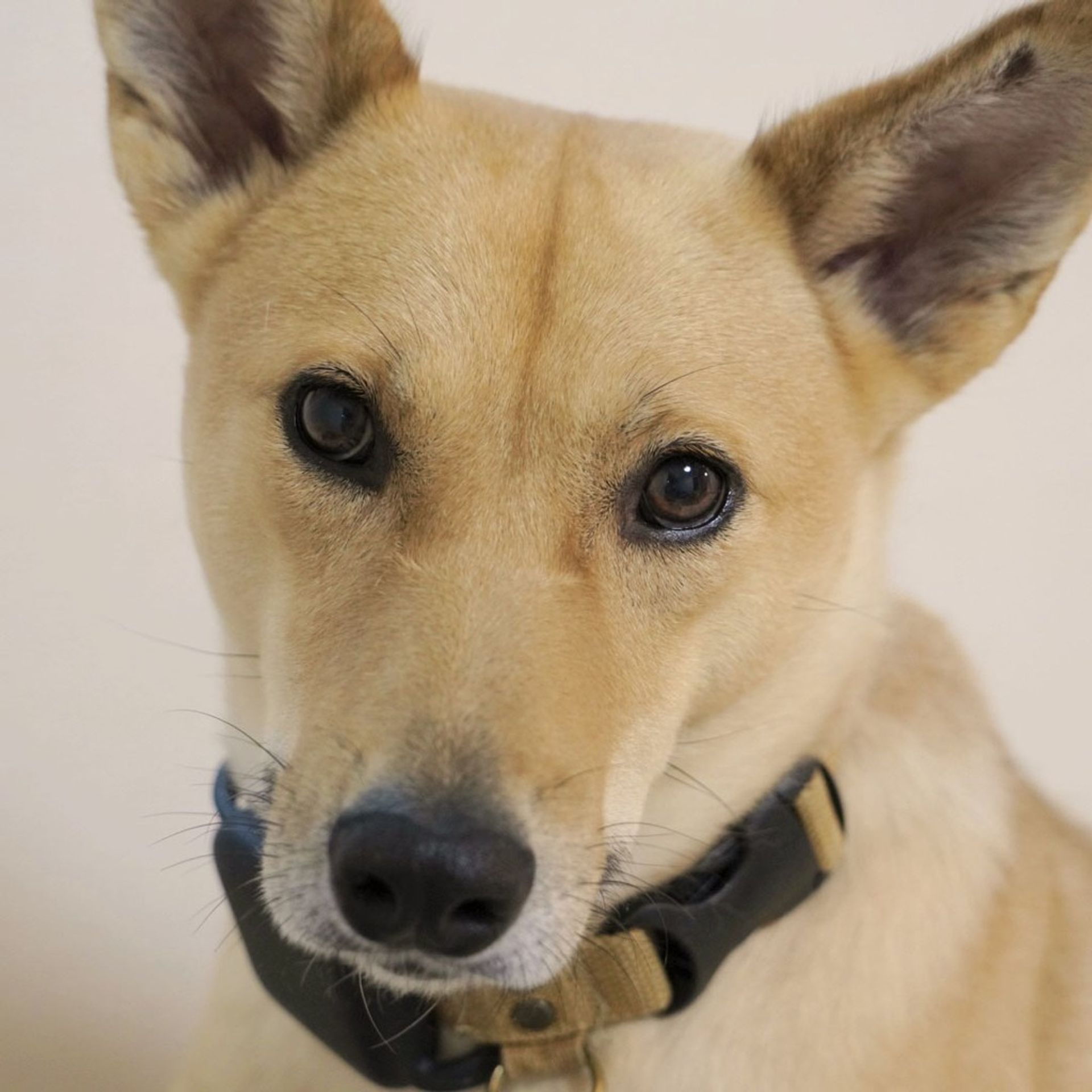 雑種（ミックス犬）・メスの里親募集の写真