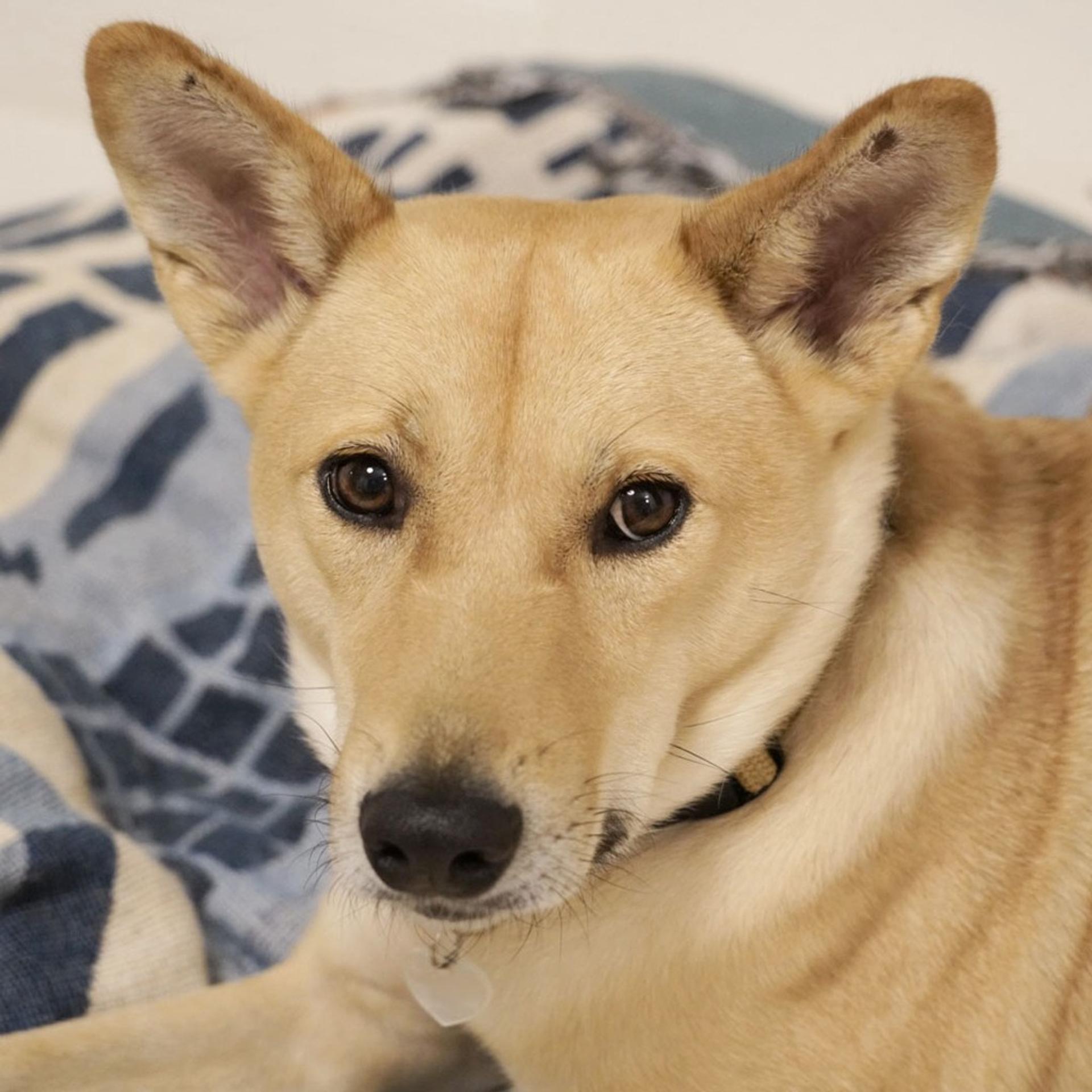 pet-image-2