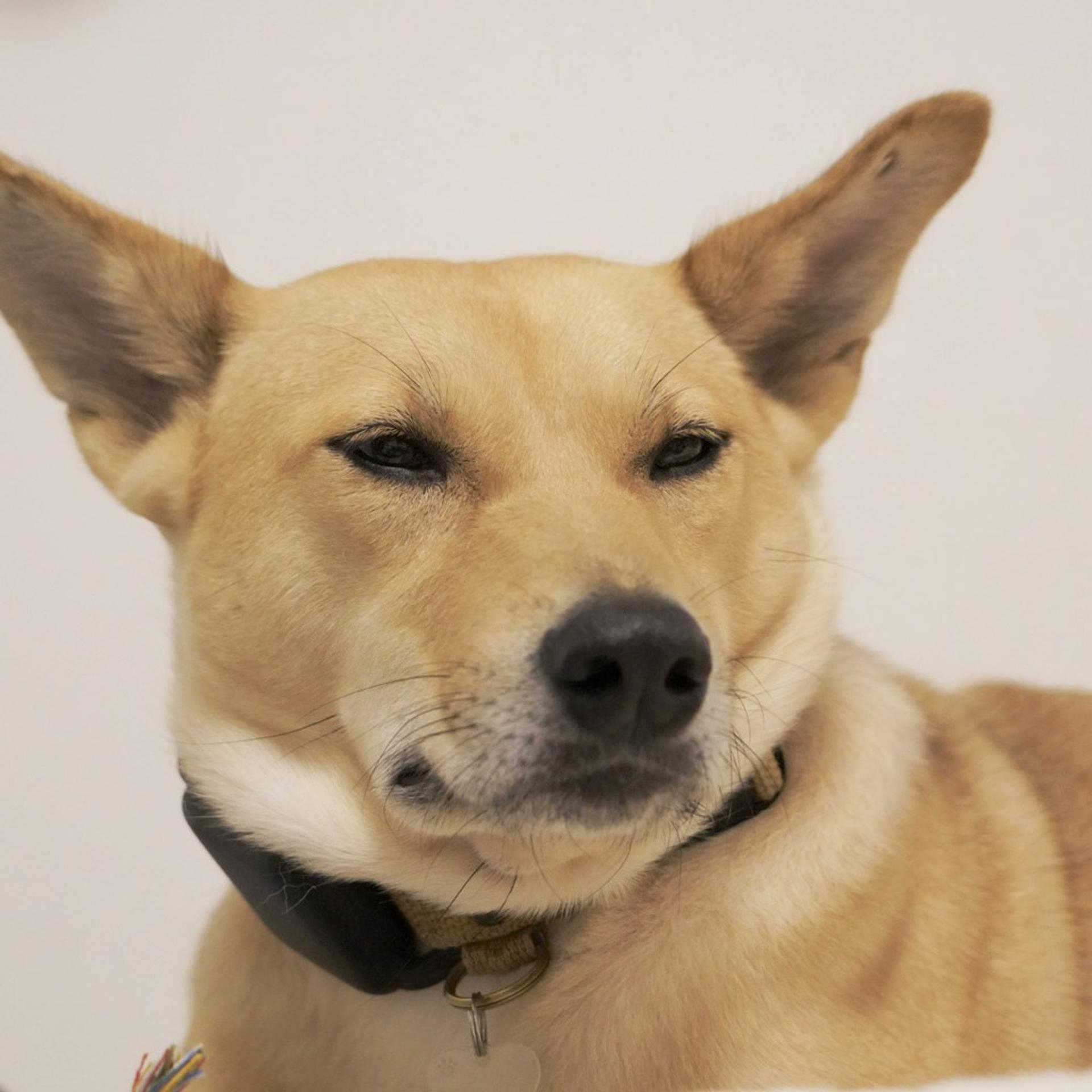 pet-image-4