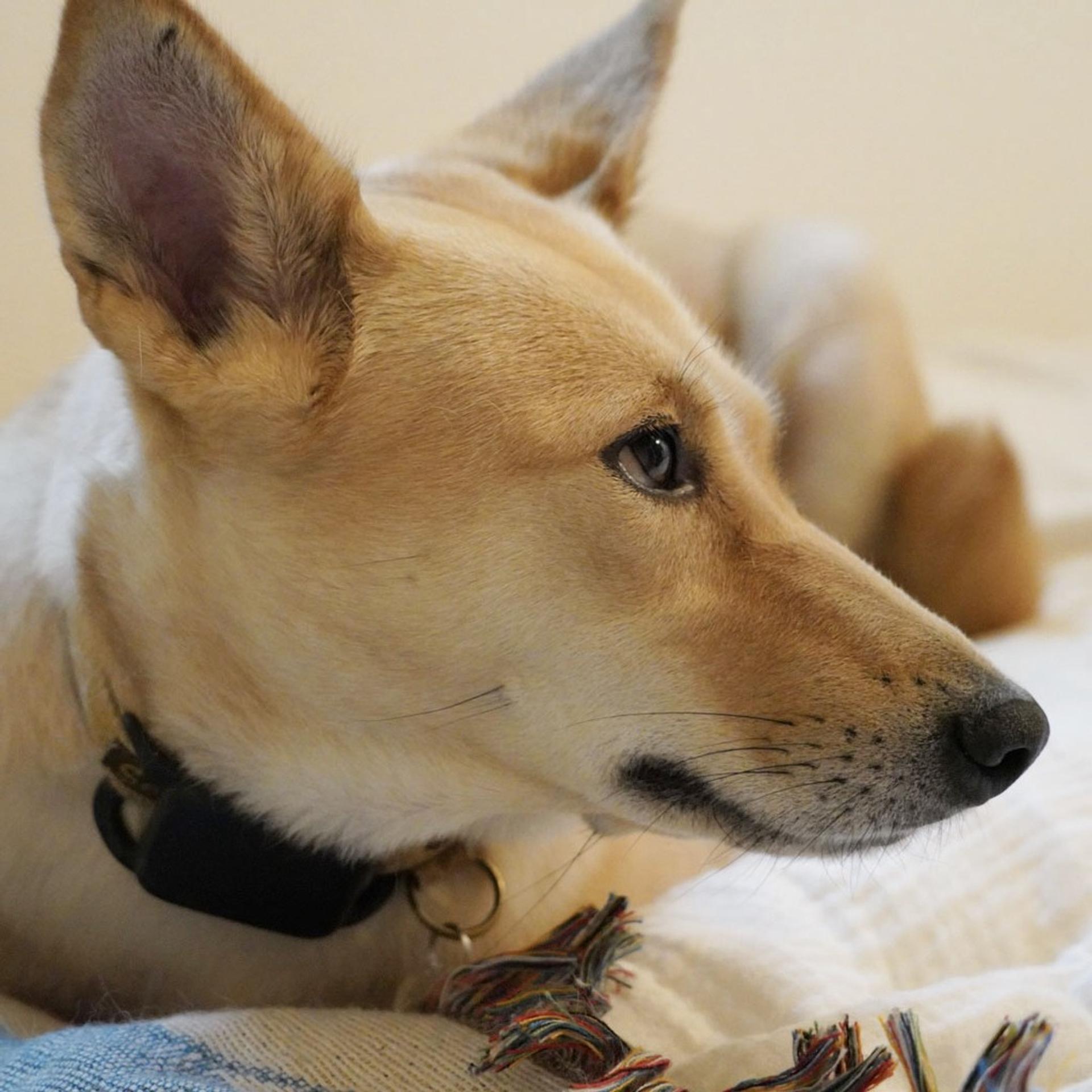 pet-image-5