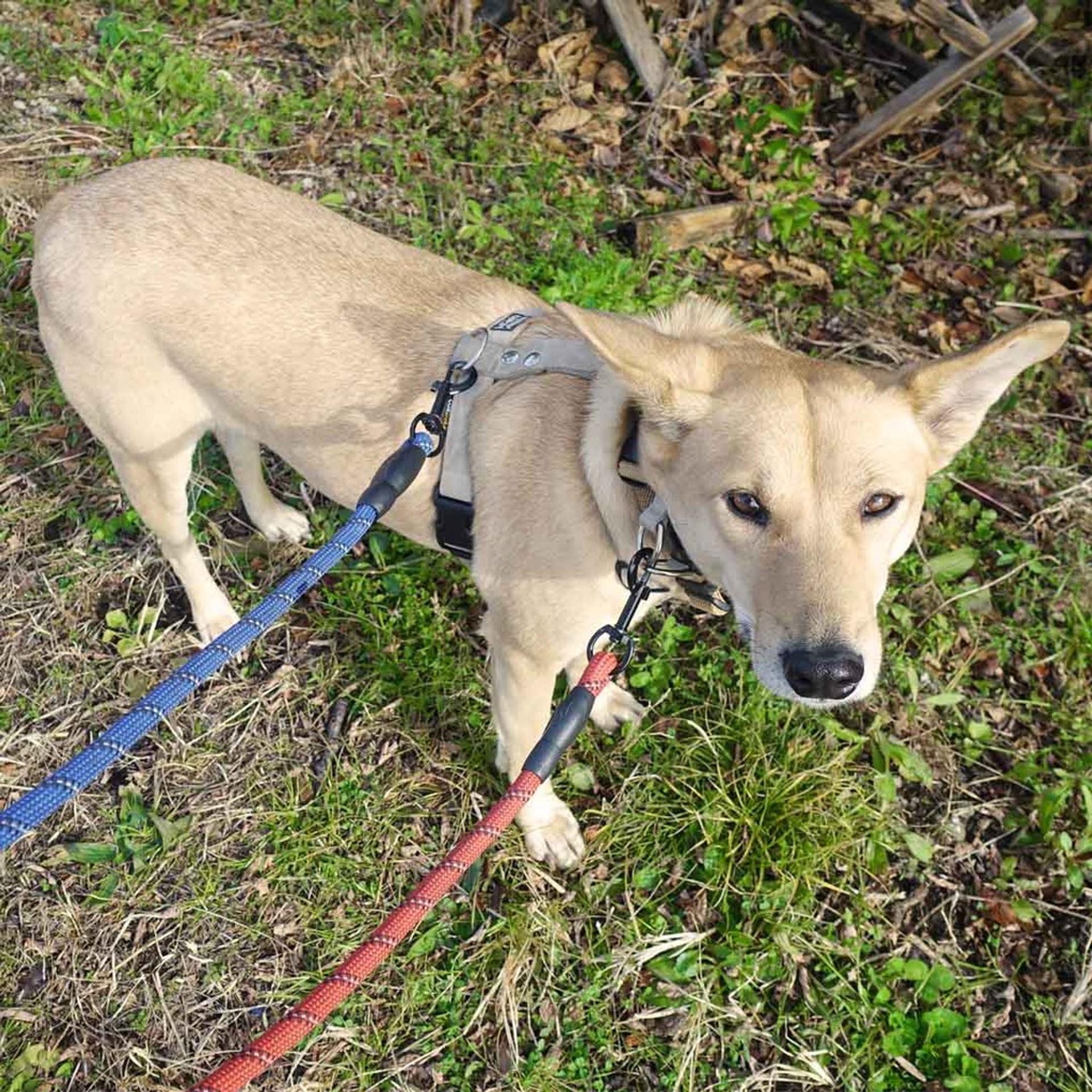 pet-image-8