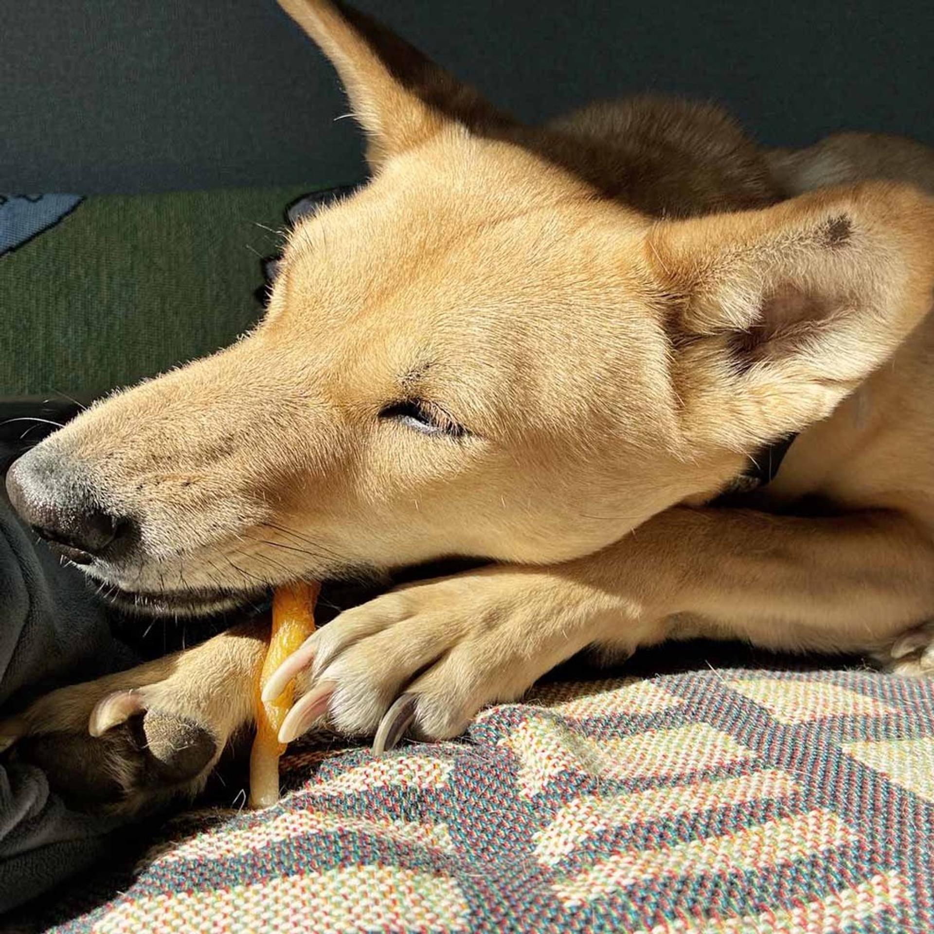 pet-image-9
