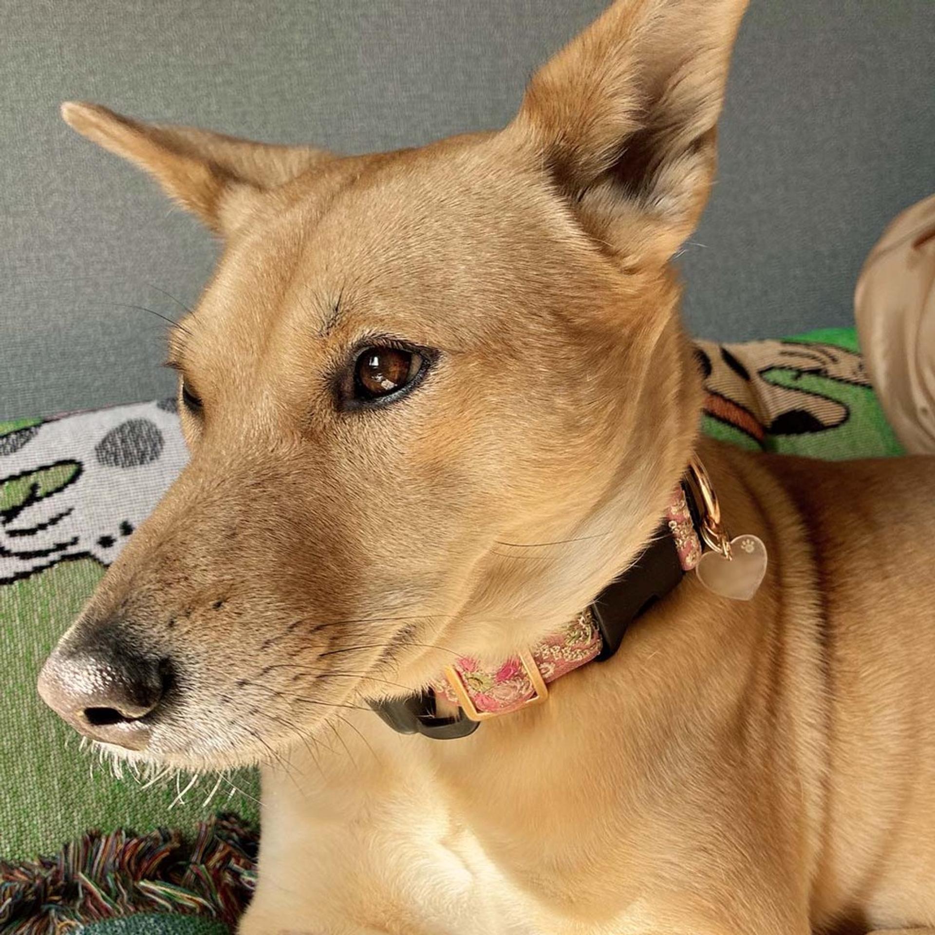 pet-image-10