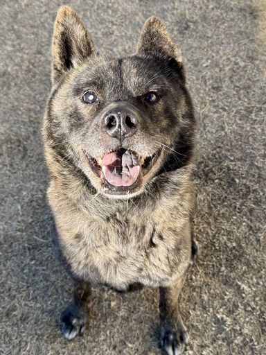 甲斐犬・オスの里親募集の写真