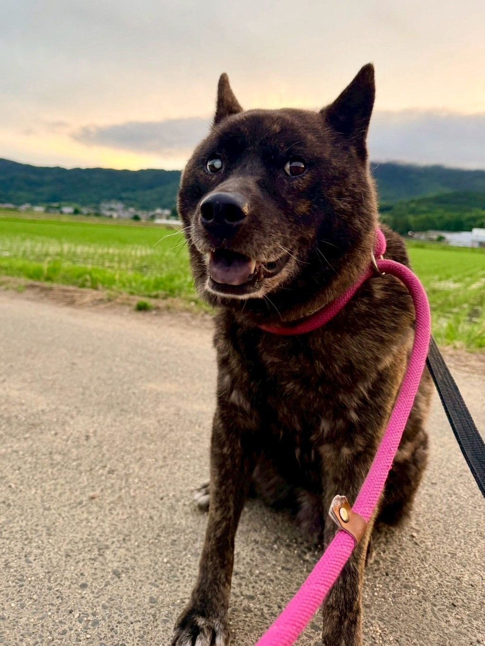 甲斐犬・オスの里親募集の写真