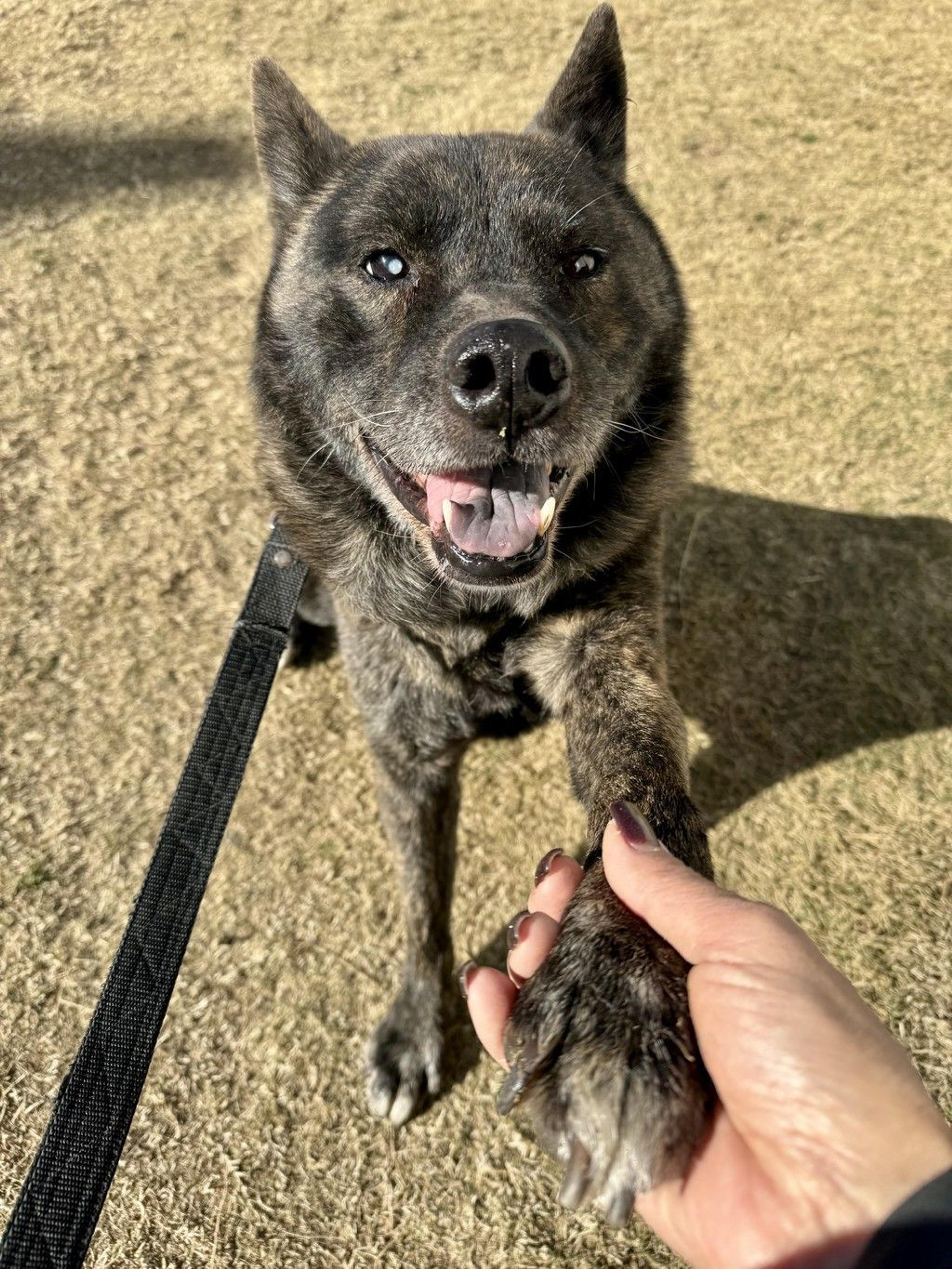 pet-image-5