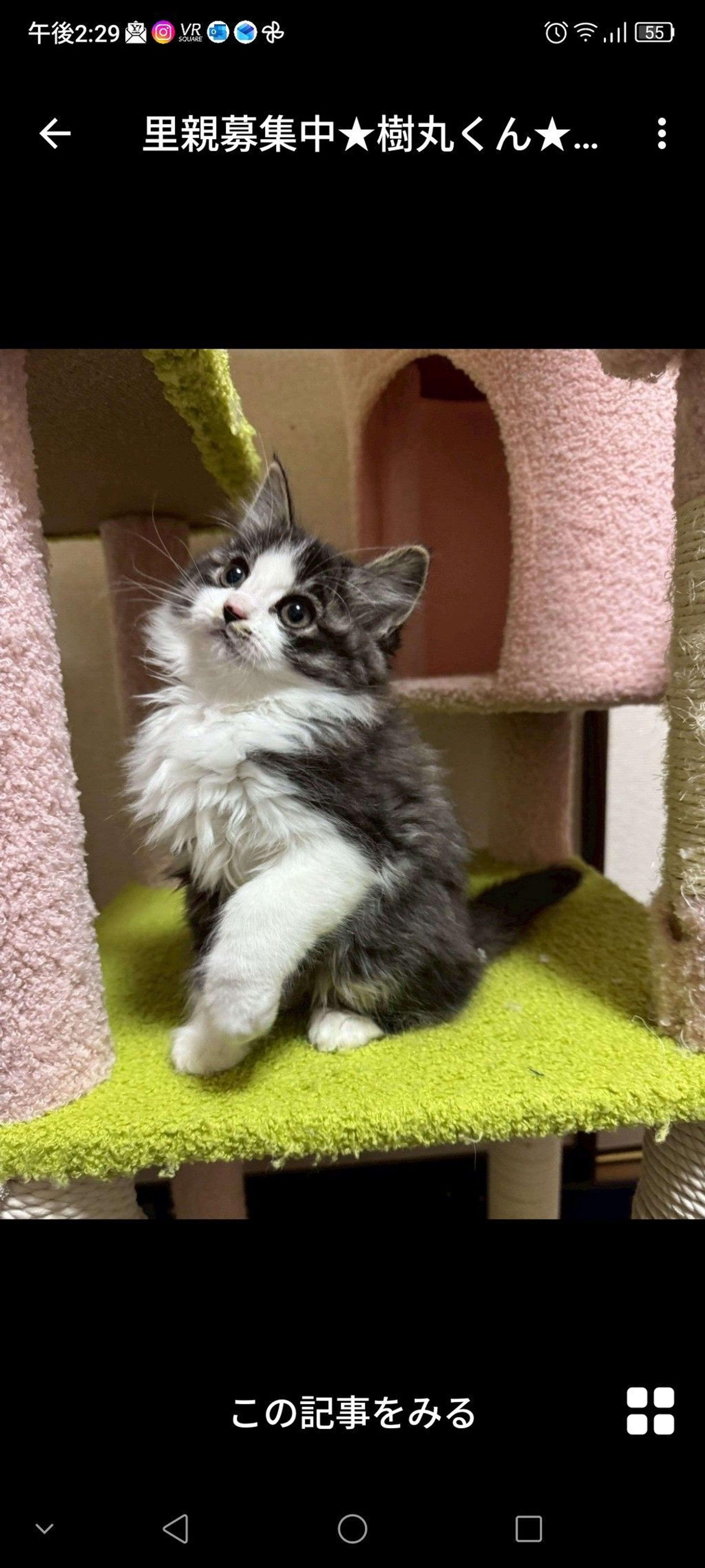 雑種（ミックス猫）・オスの里親募集の写真