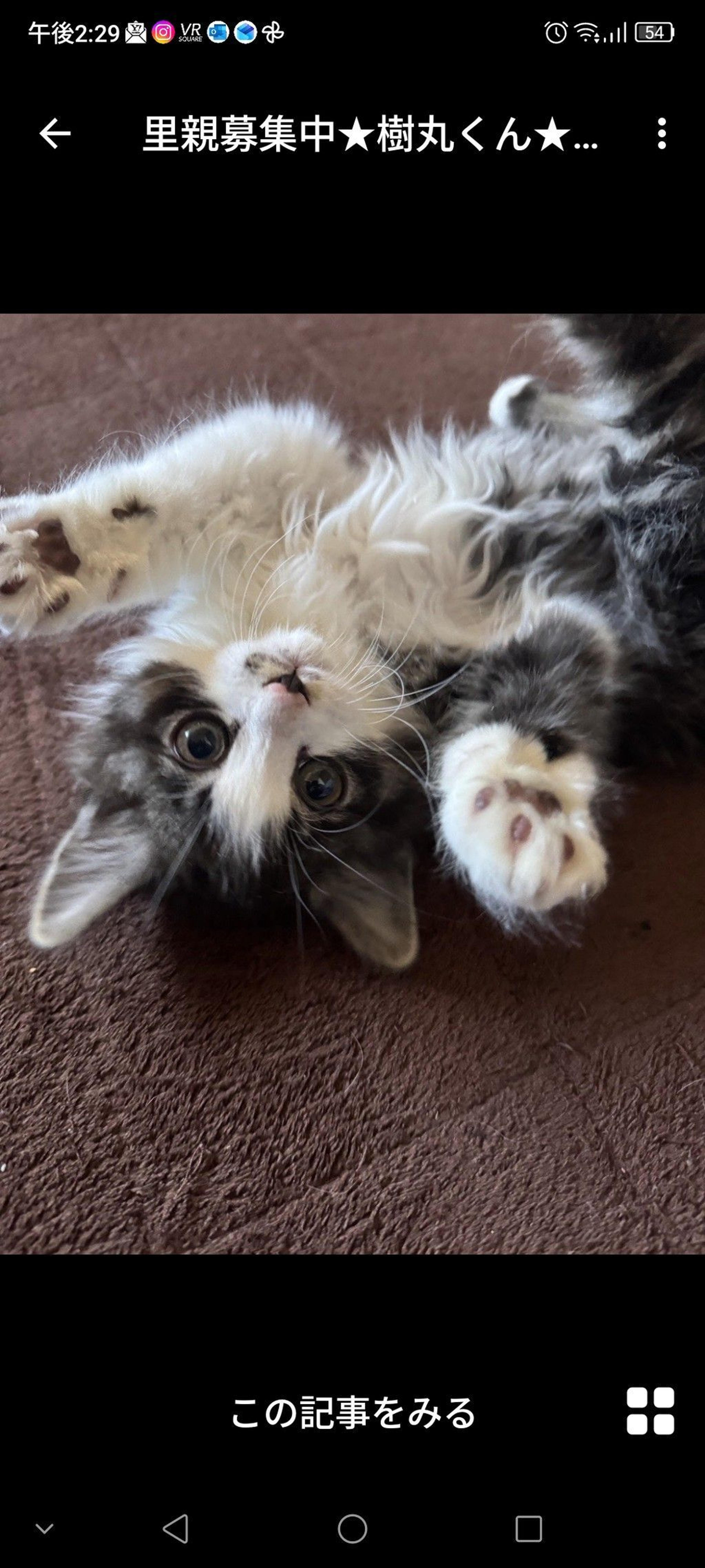 pet-image-2