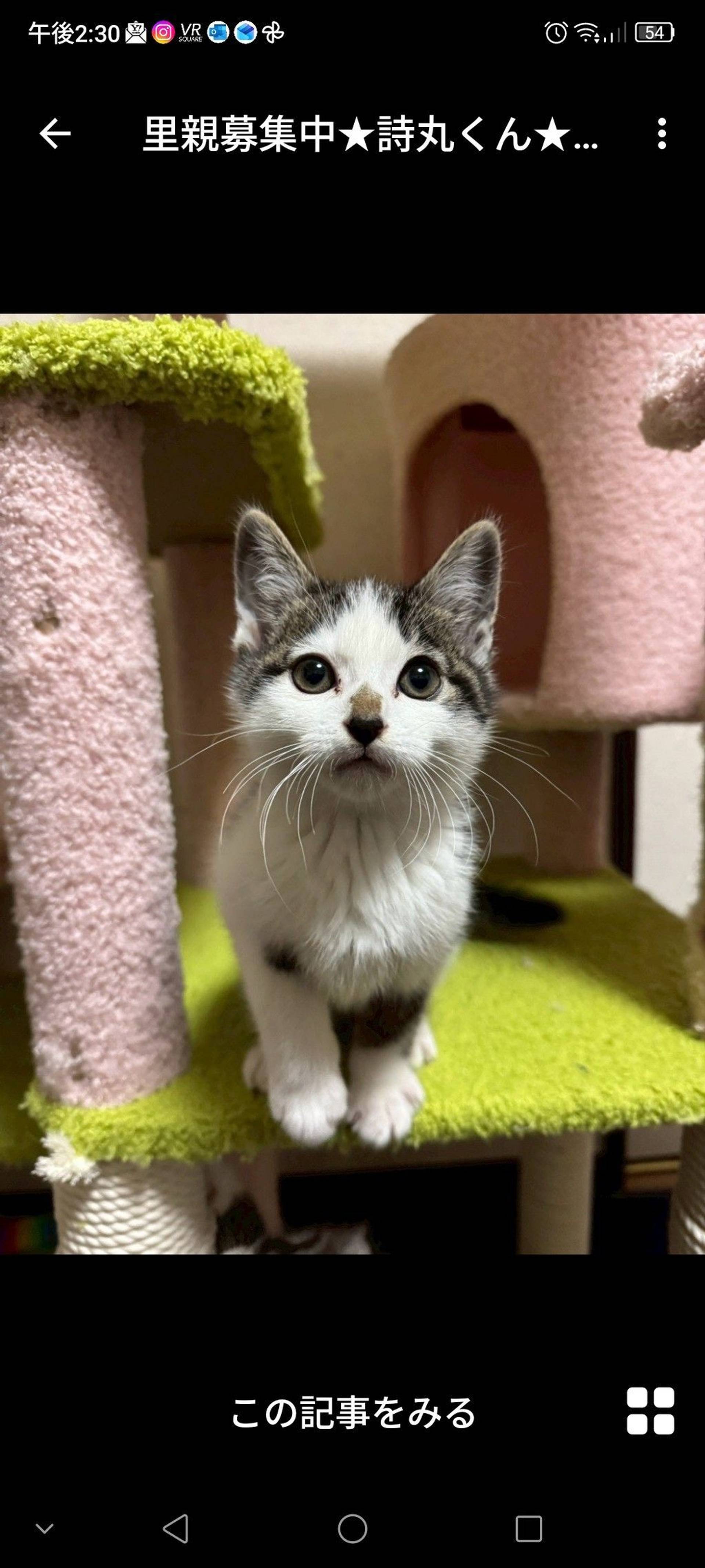 雑種（ミックス猫）・オスの里親募集の写真