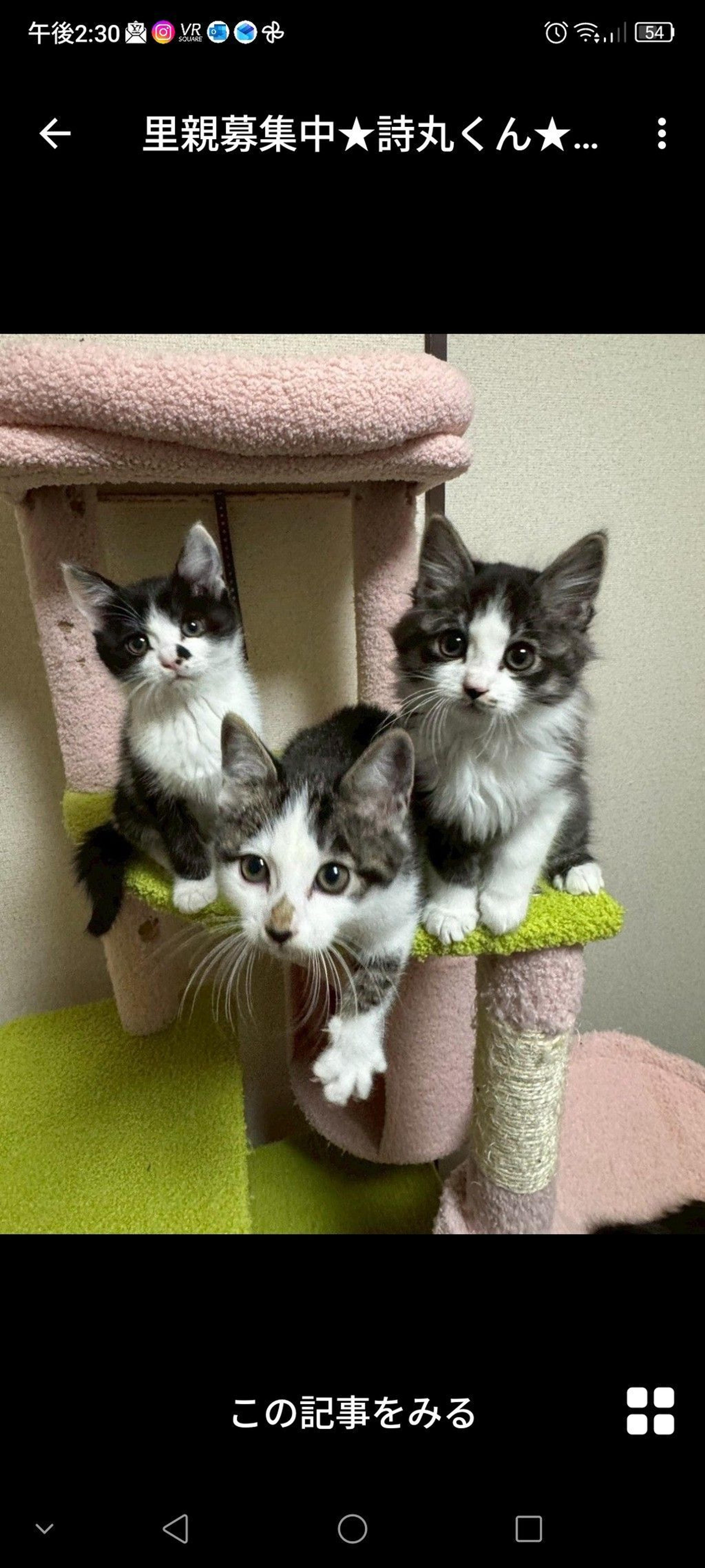 pet-image-3