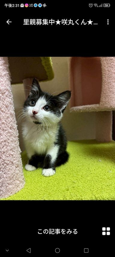 雑種（ミックス猫）・オスの里親募集の写真