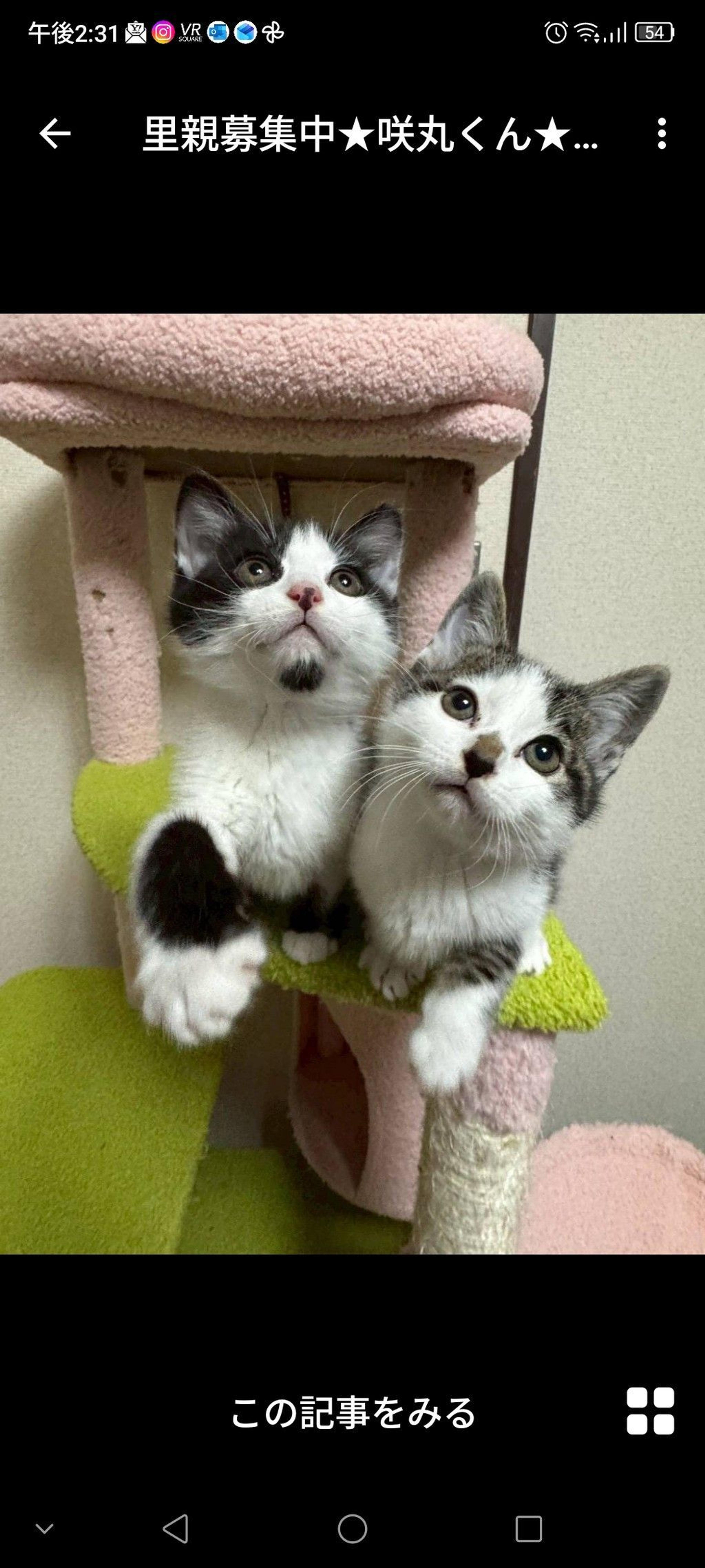 pet-image-3