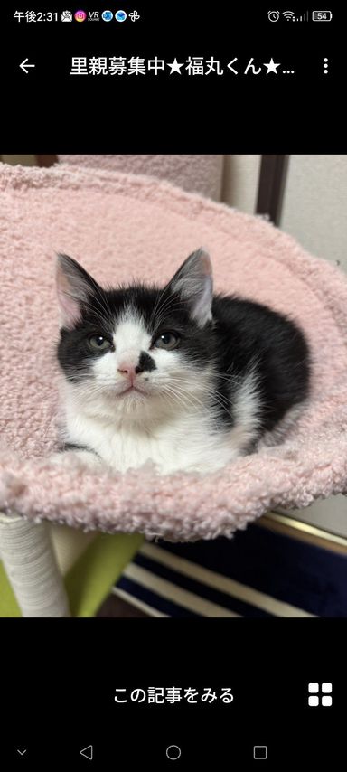 雑種（ミックス猫）・オスの里親募集の写真