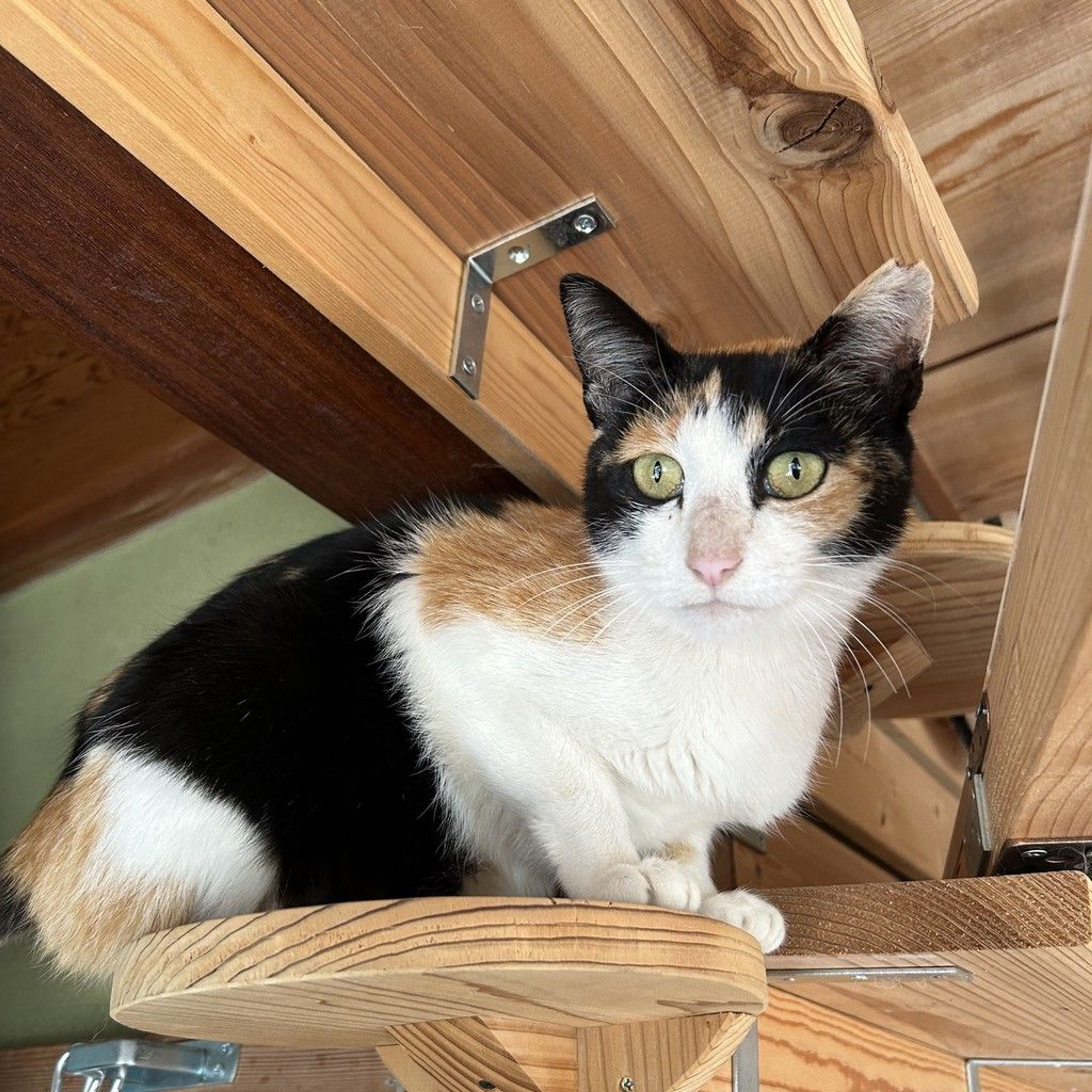 雑種（ミックス猫）・メスの里親募集の写真