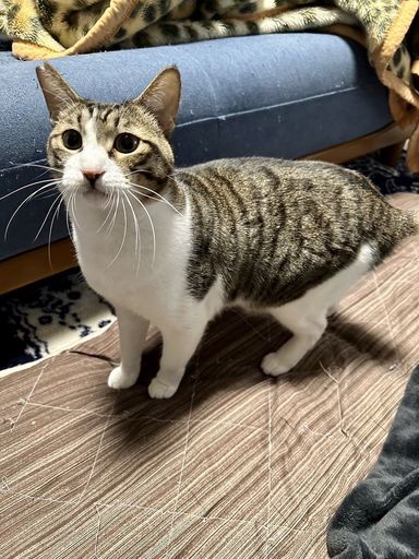 雑種（ミックス猫）・オスの里親募集の写真