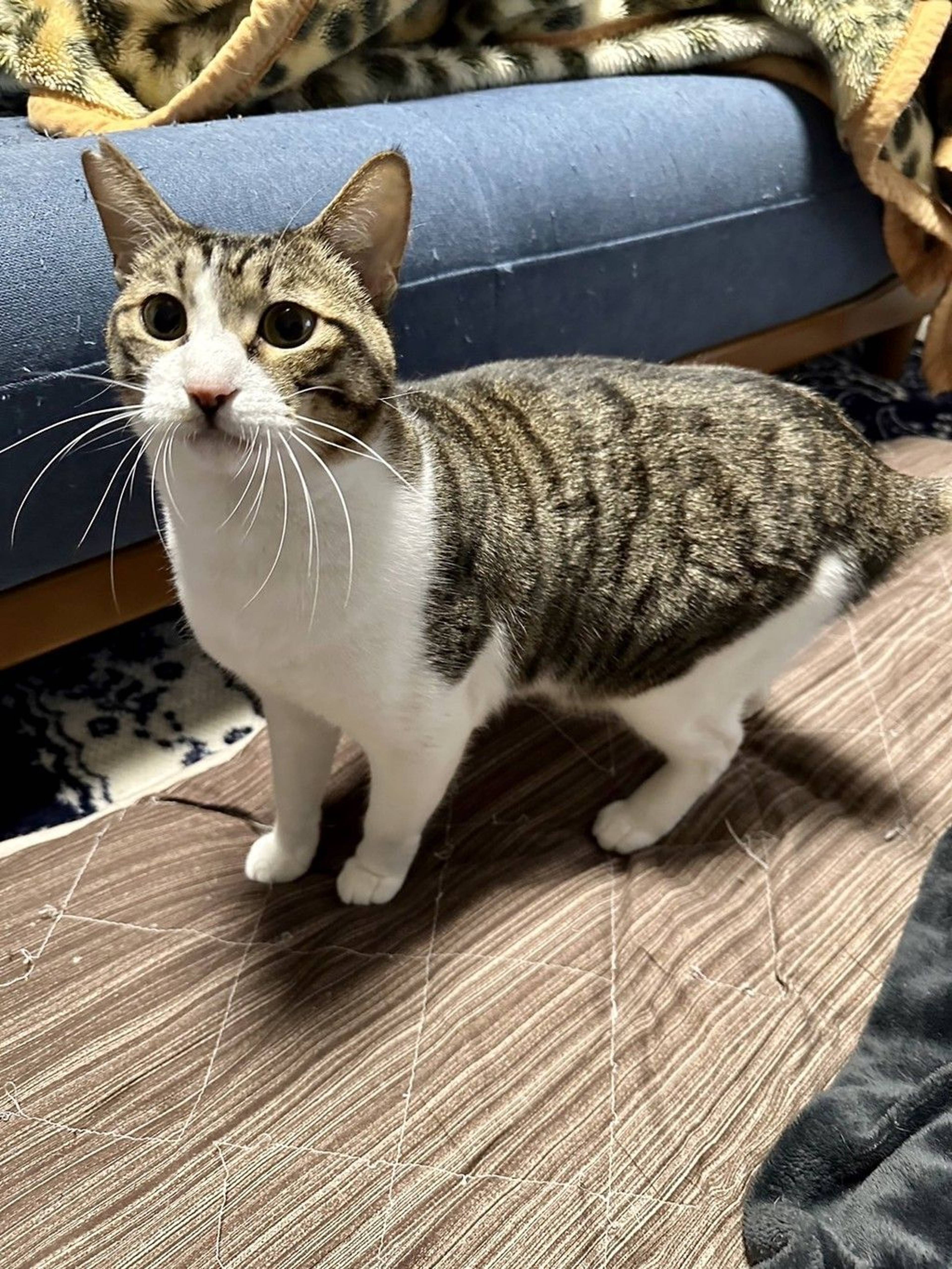 雑種（ミックス猫）・オスの里親募集の写真