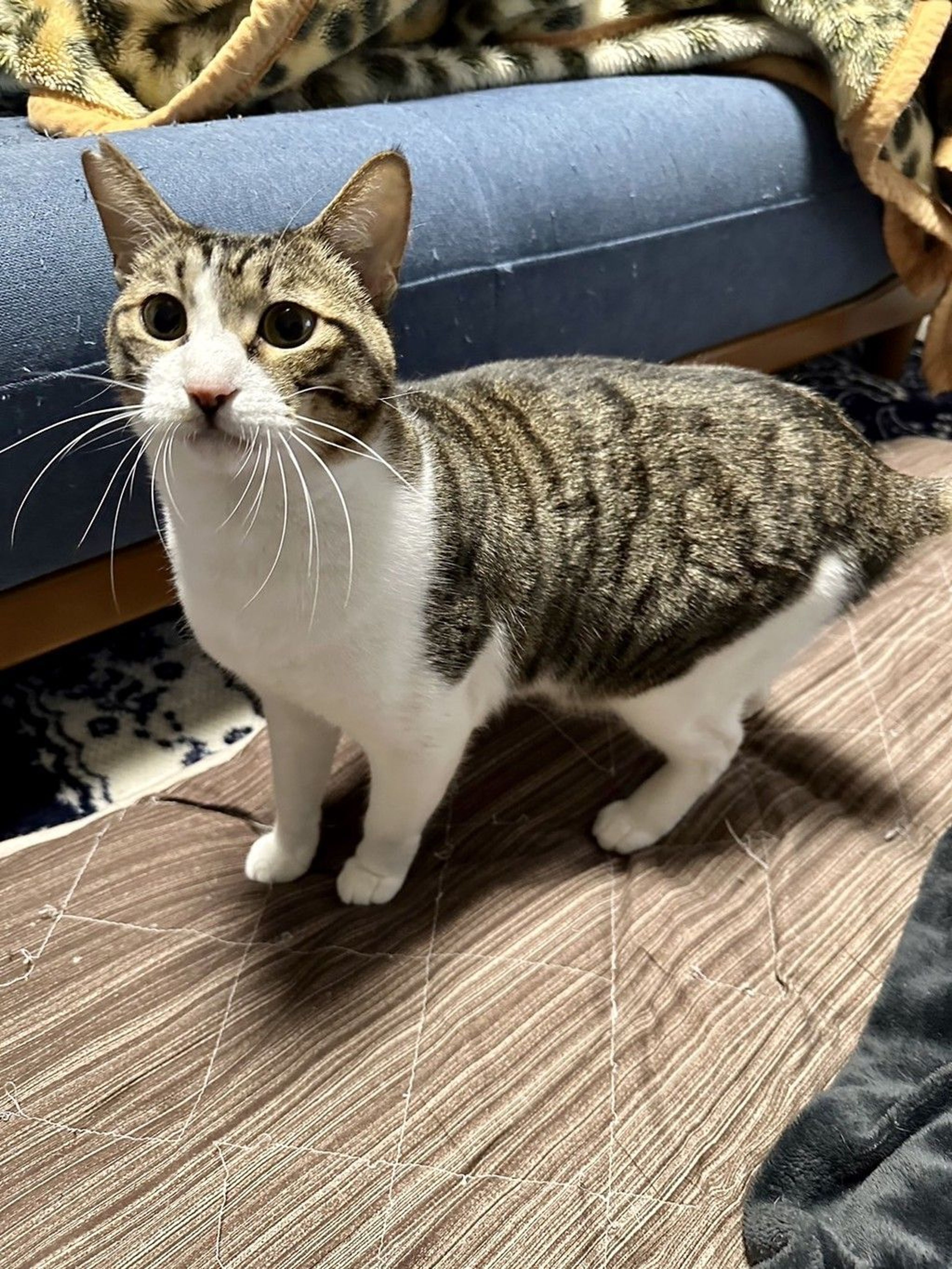 雑種（ミックス猫）・オスの里親募集の写真