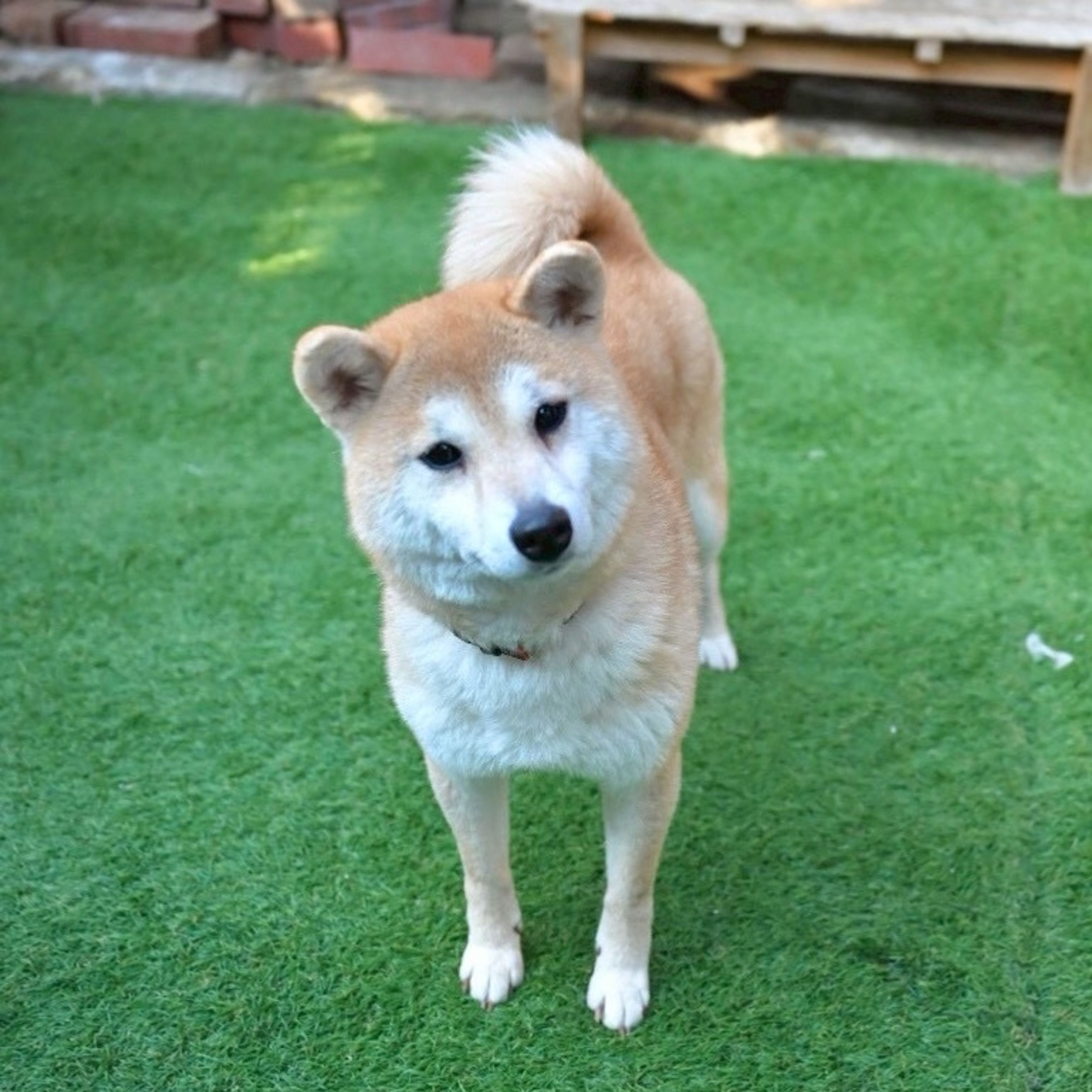柴犬・メスの里親募集の写真