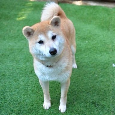柴犬・メスの里親募集の写真