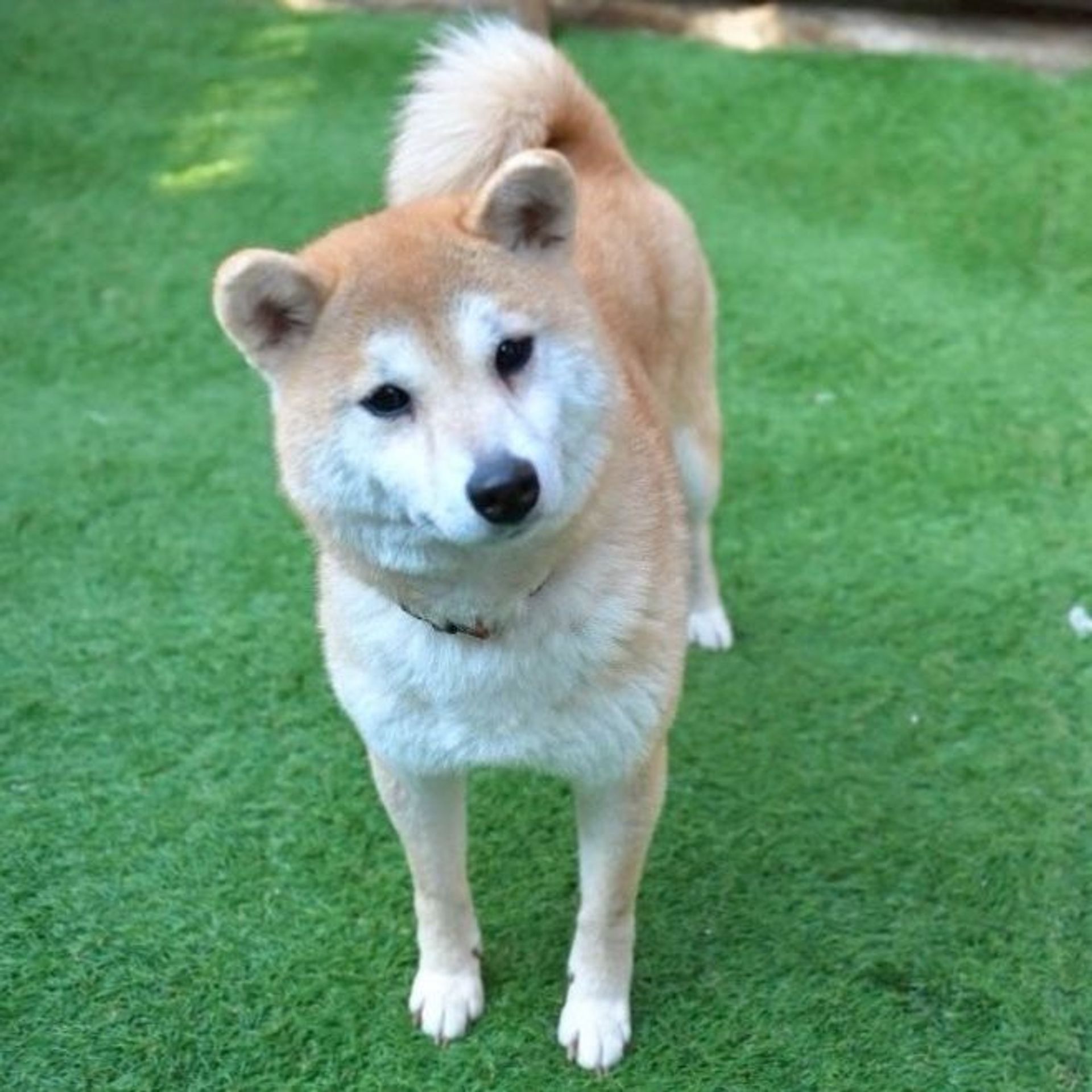 柴犬・メスの里親募集の写真