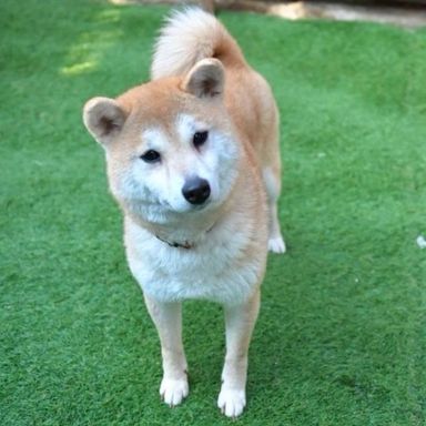 柴犬・メスの里親募集の写真