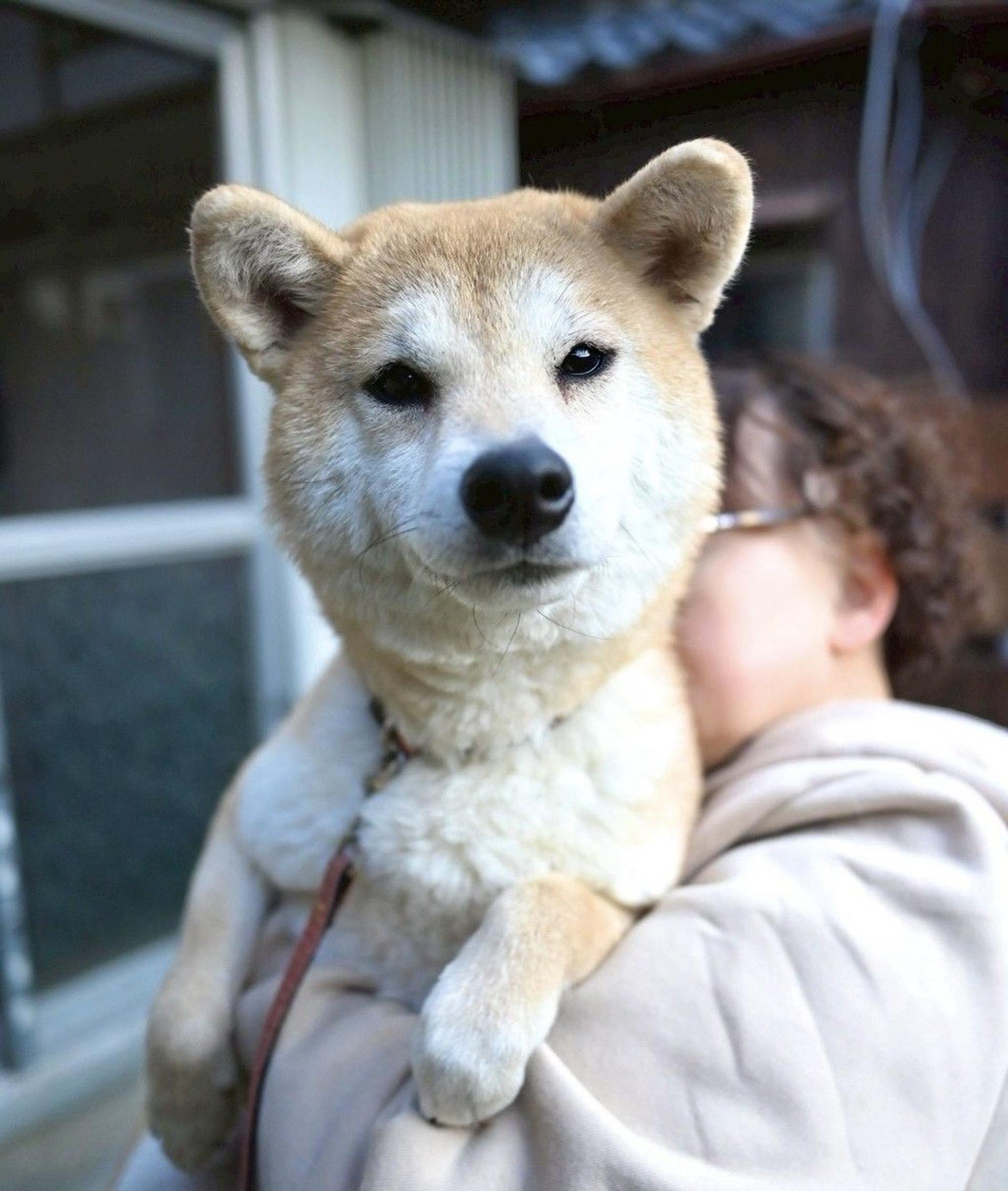 pet-image-2