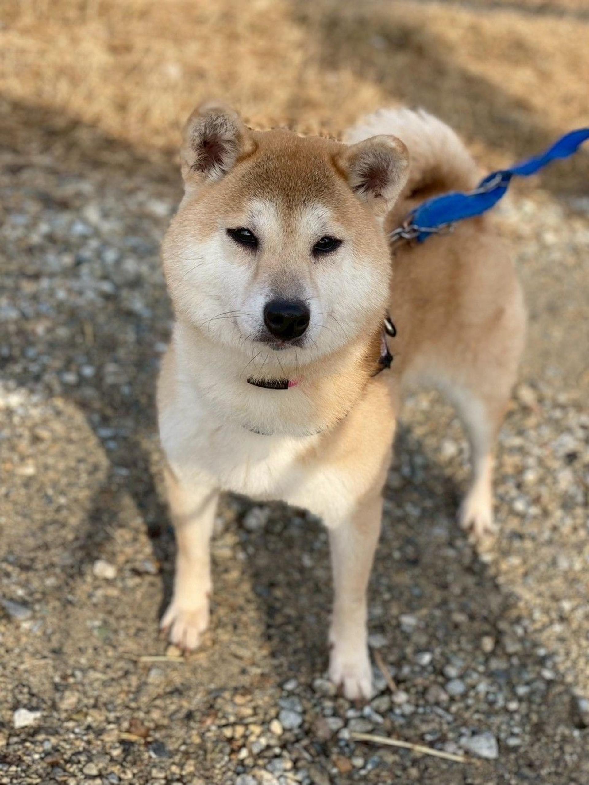 pet-image-3