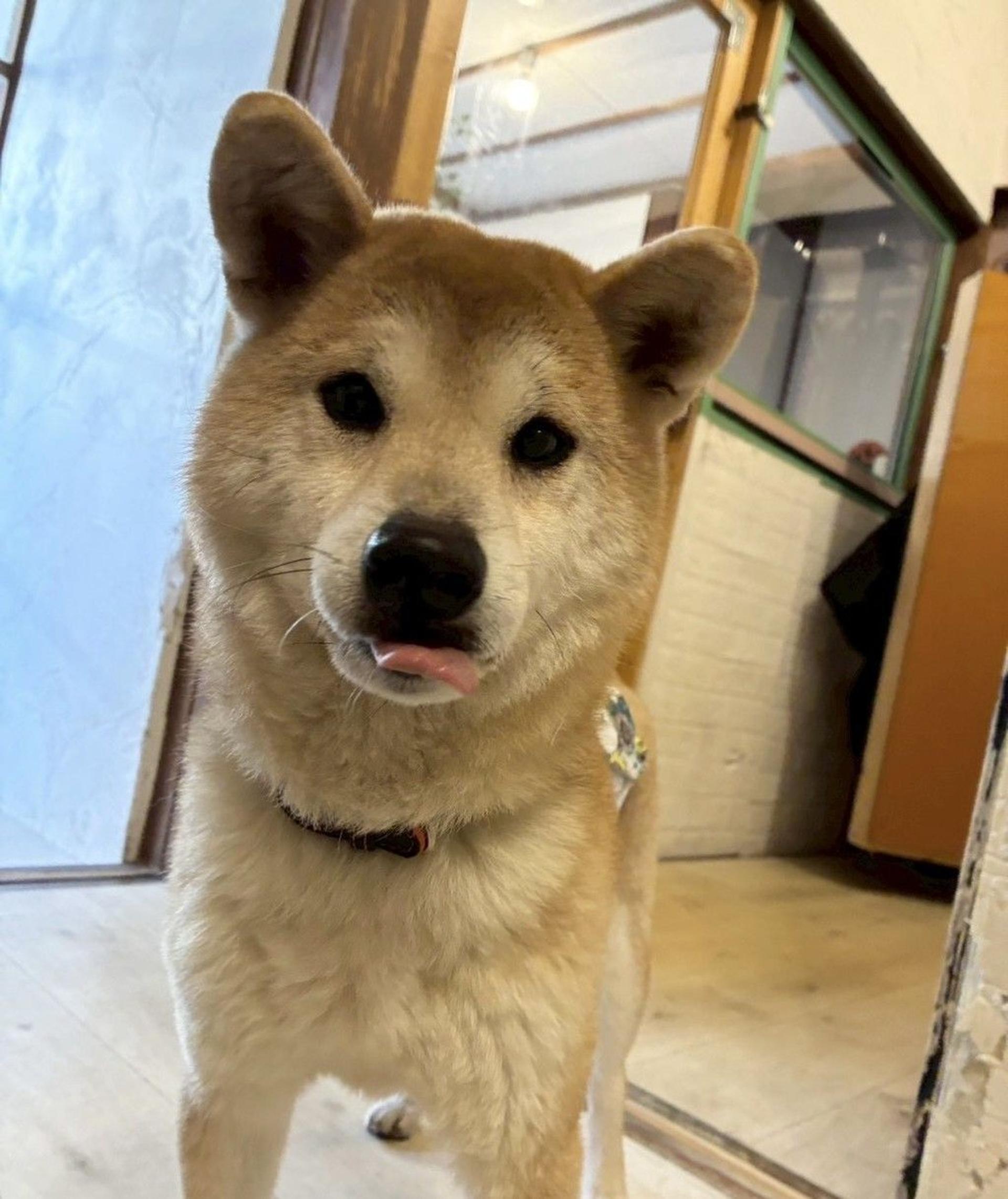 pet-image-4