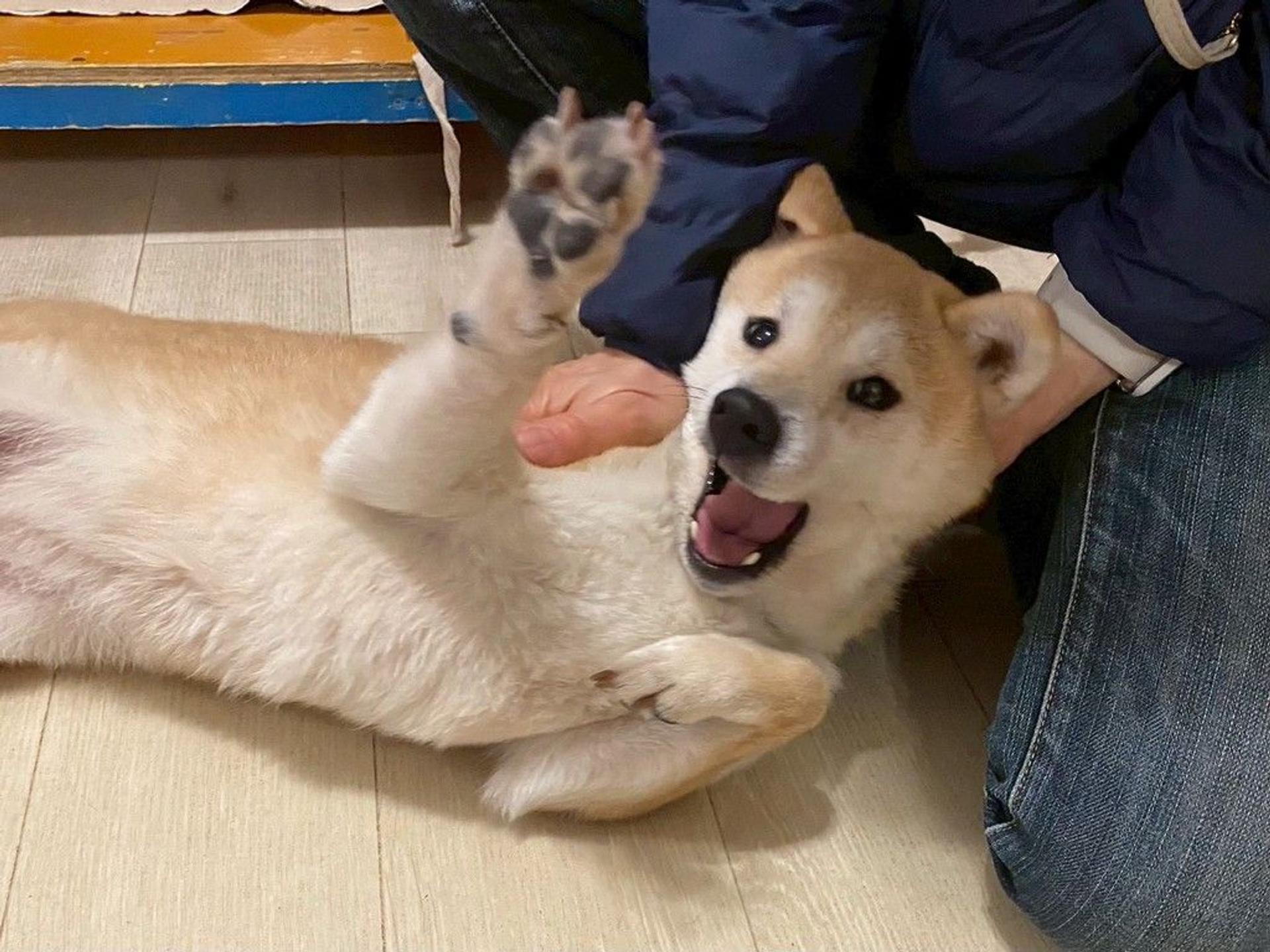 pet-image-5
