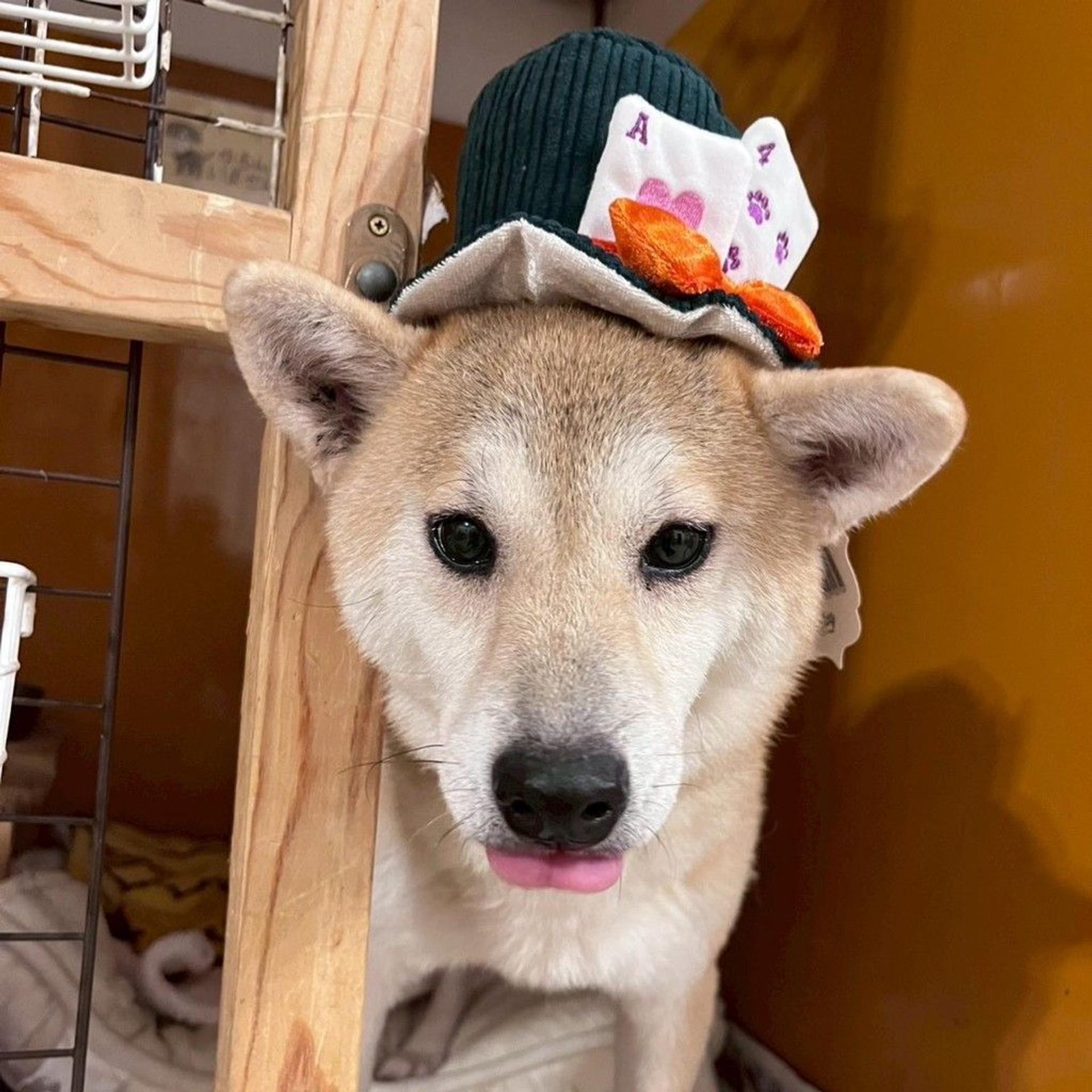 pet-image-6