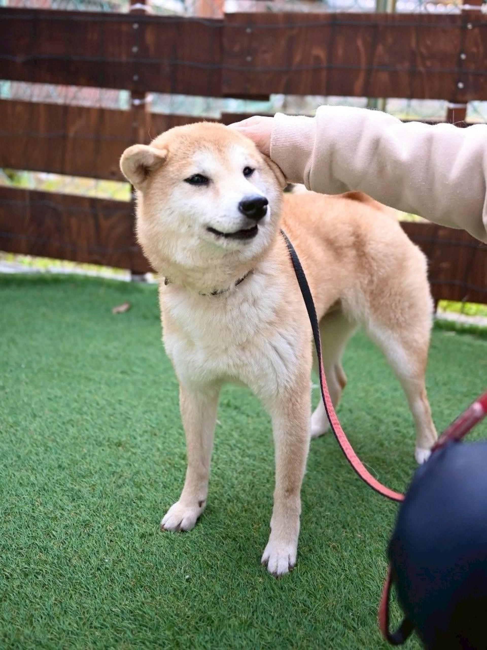 pet-image-9