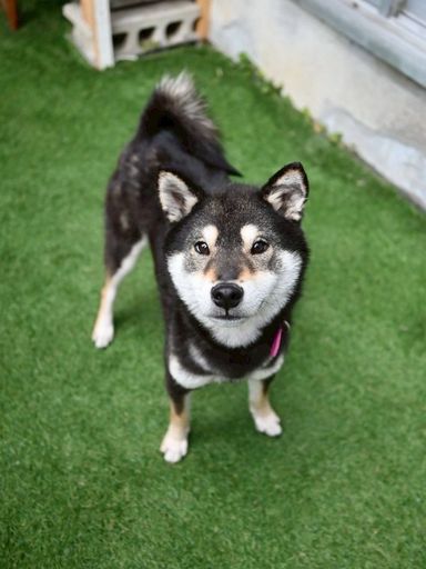 柴犬・メスの里親募集の写真