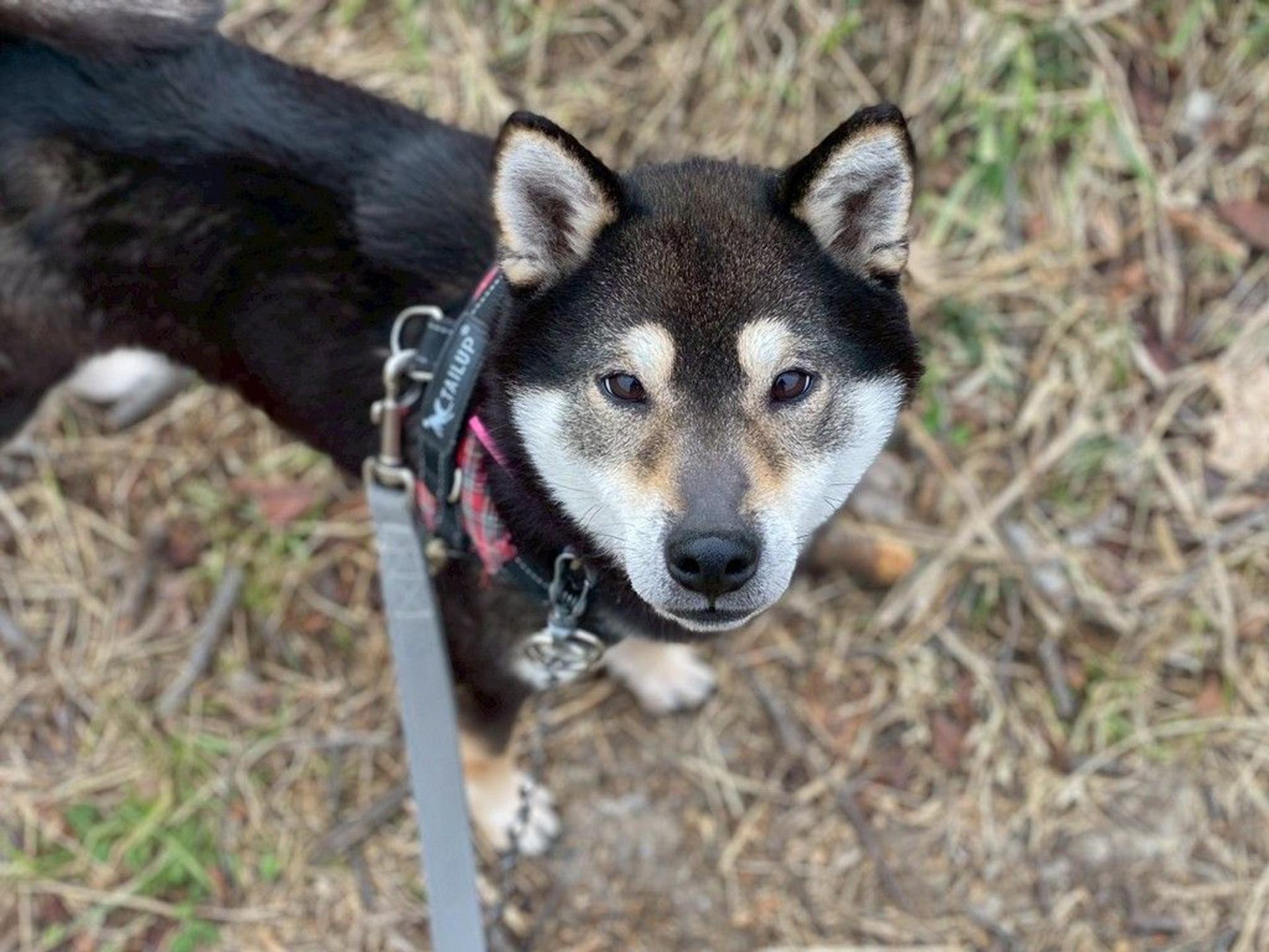 pet-image-2