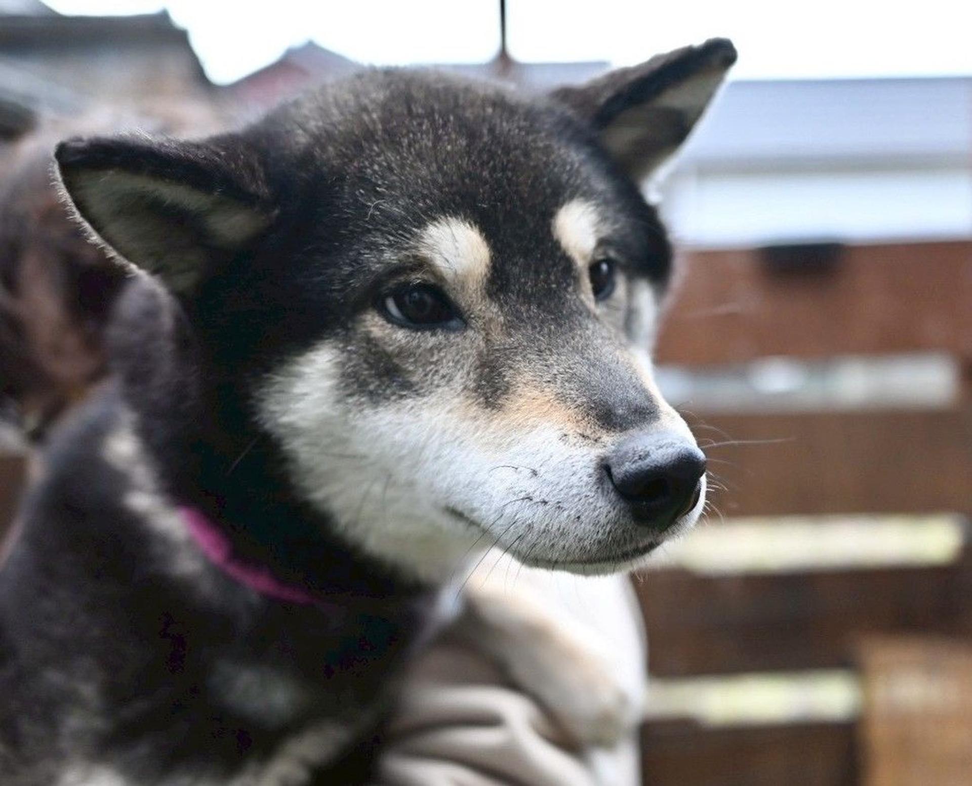 pet-image-5
