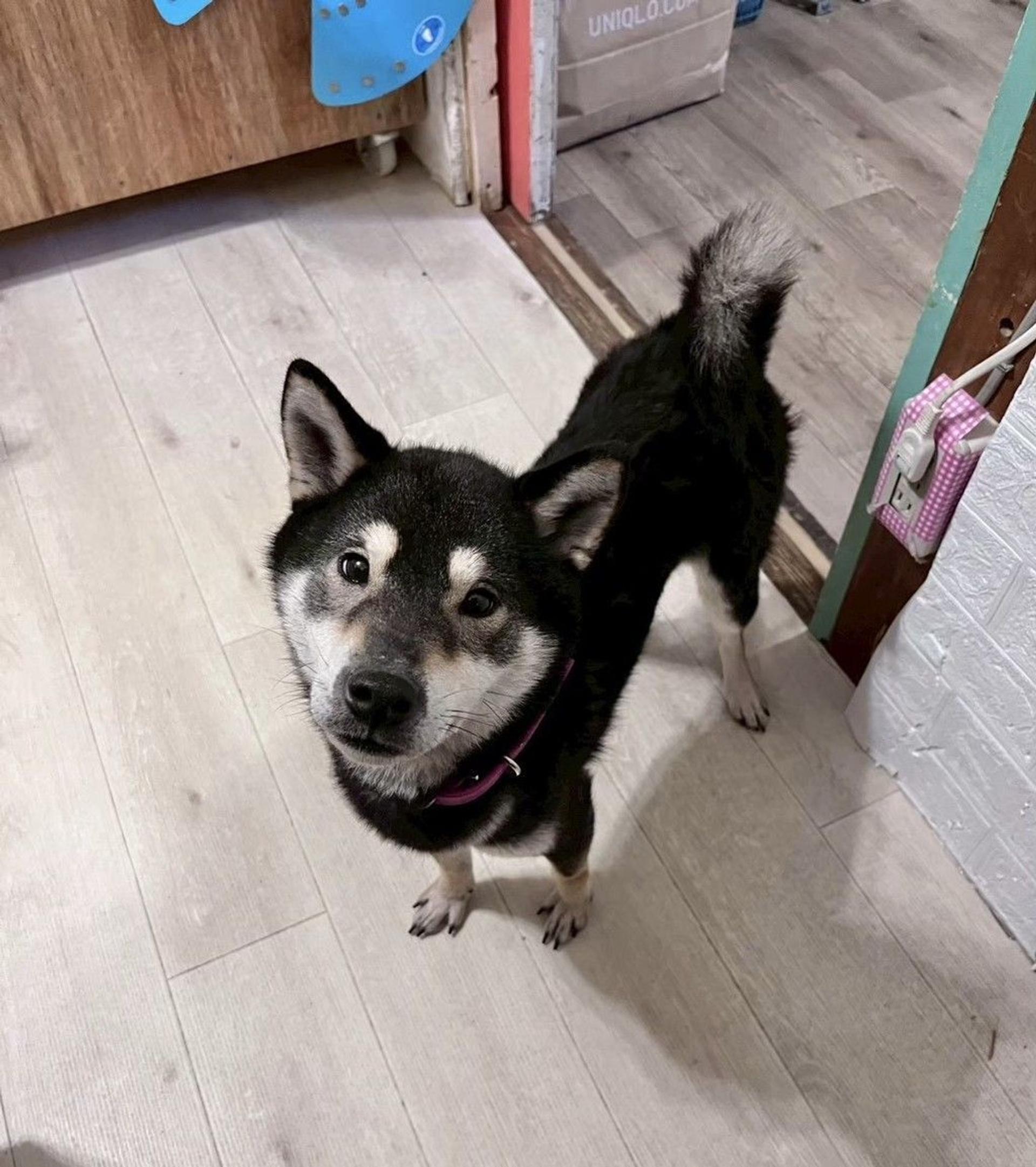 pet-image-7