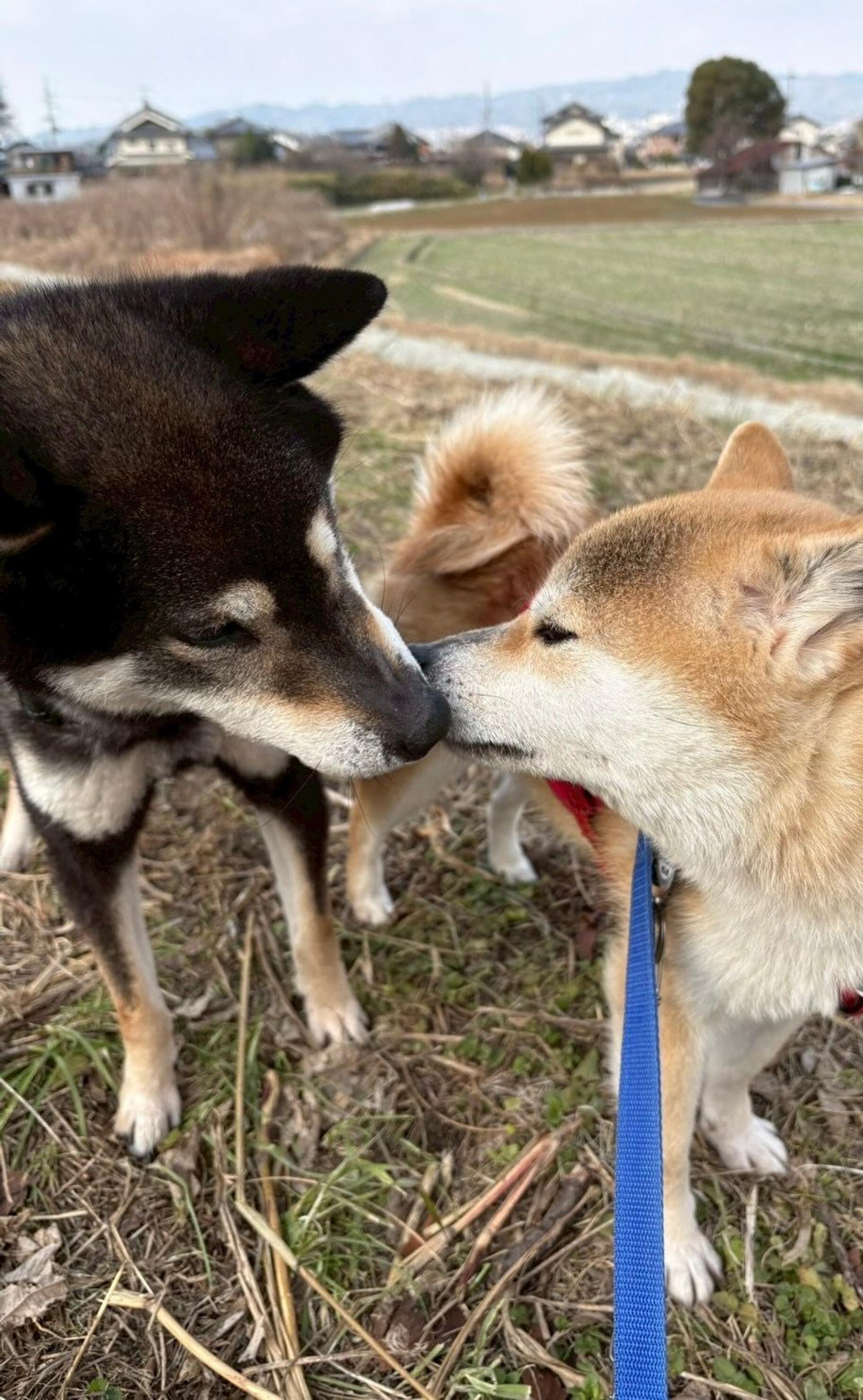 pet-image-8