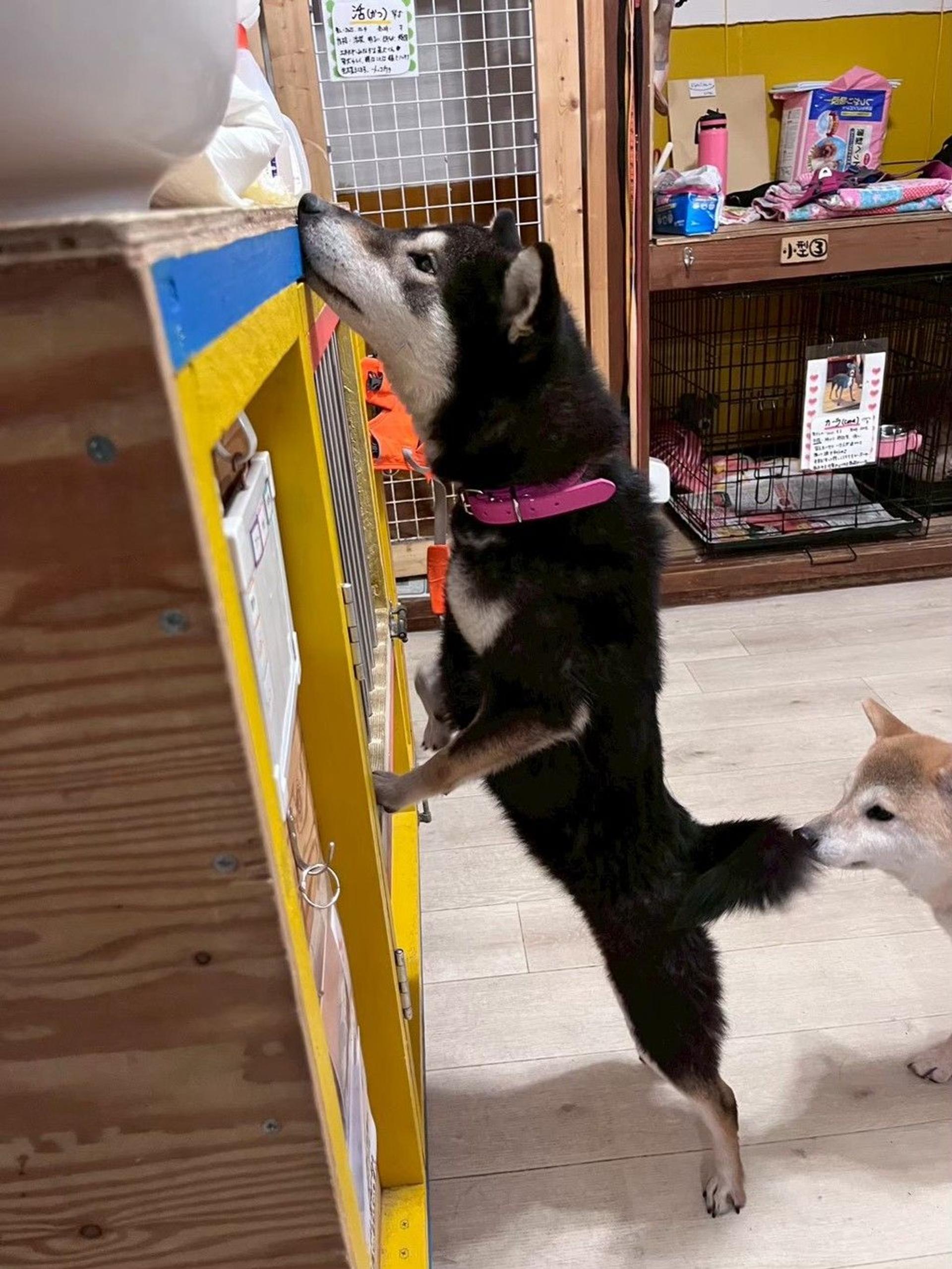 pet-image-9
